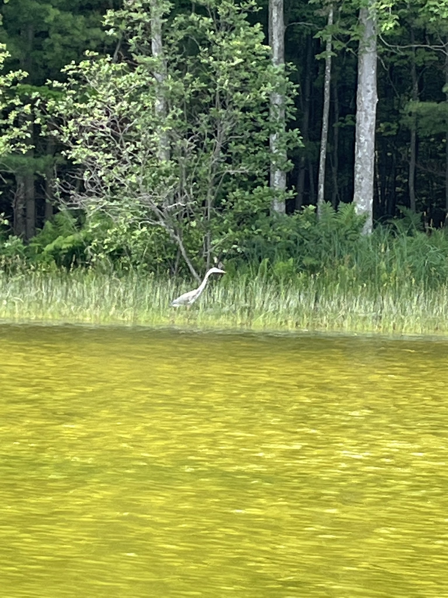 Pine Lake Campground