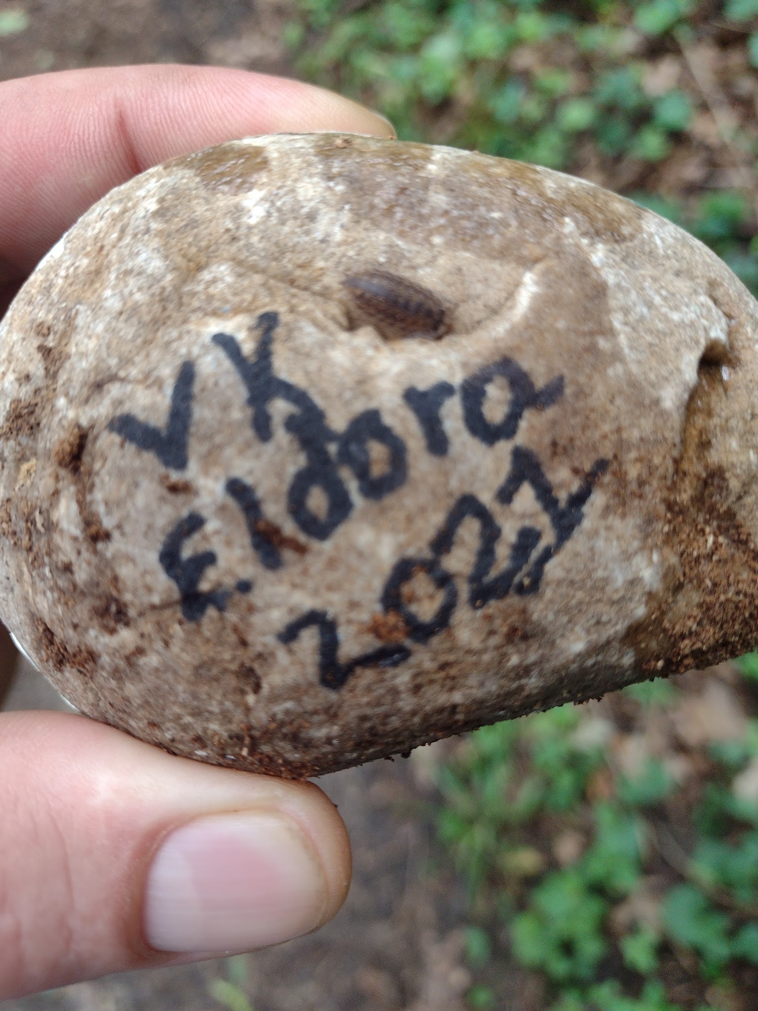 Pine Lake State Park