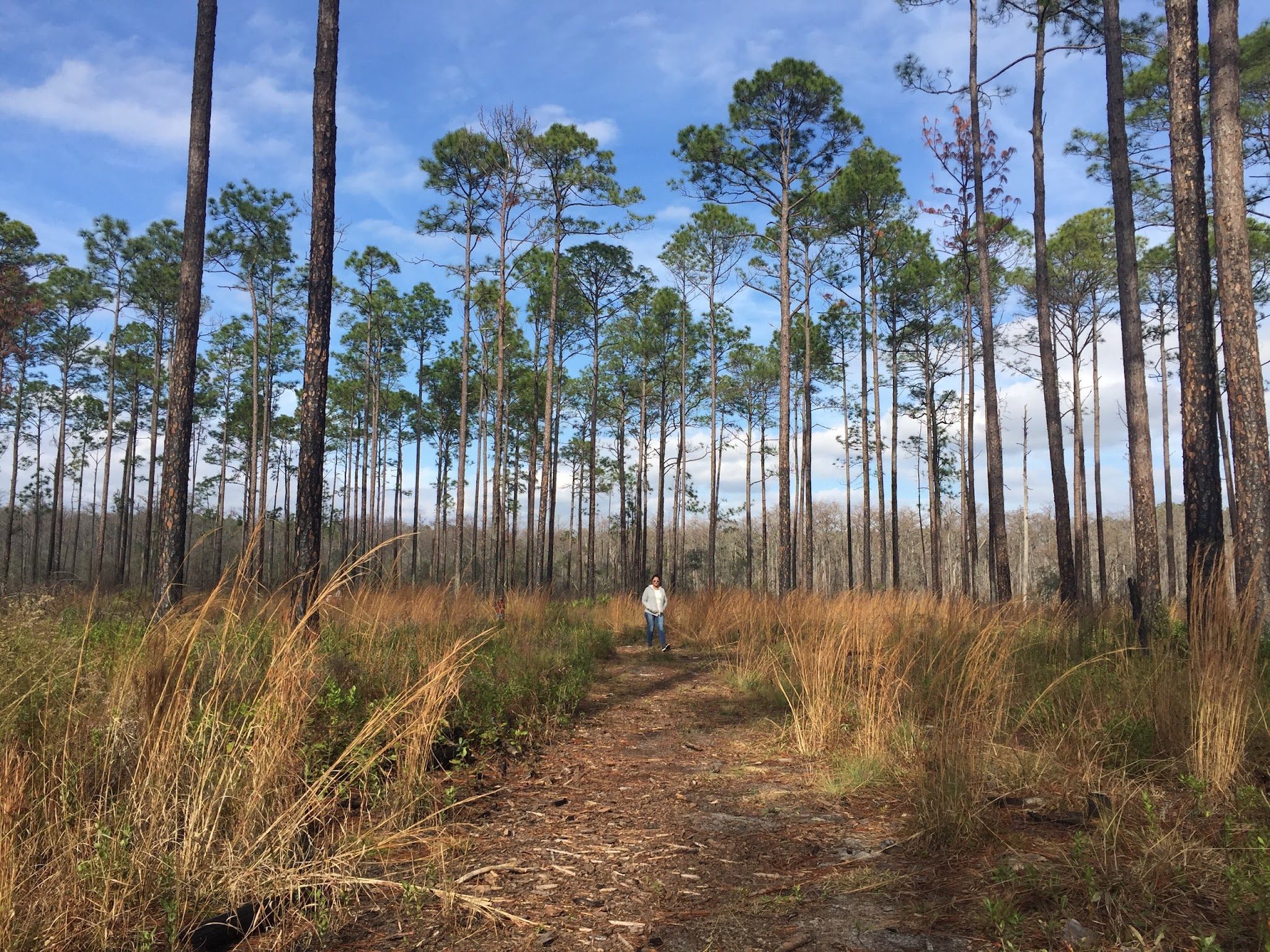 Baptism Hole Group Camp Pine Log  State Forest