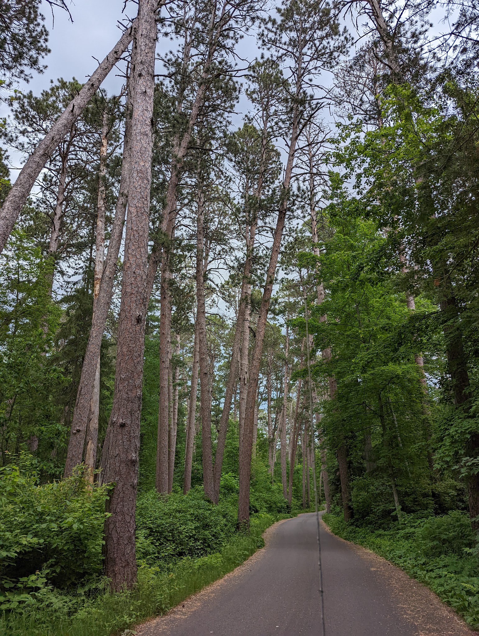 Pine Ridge : Oak & Spruce Campground