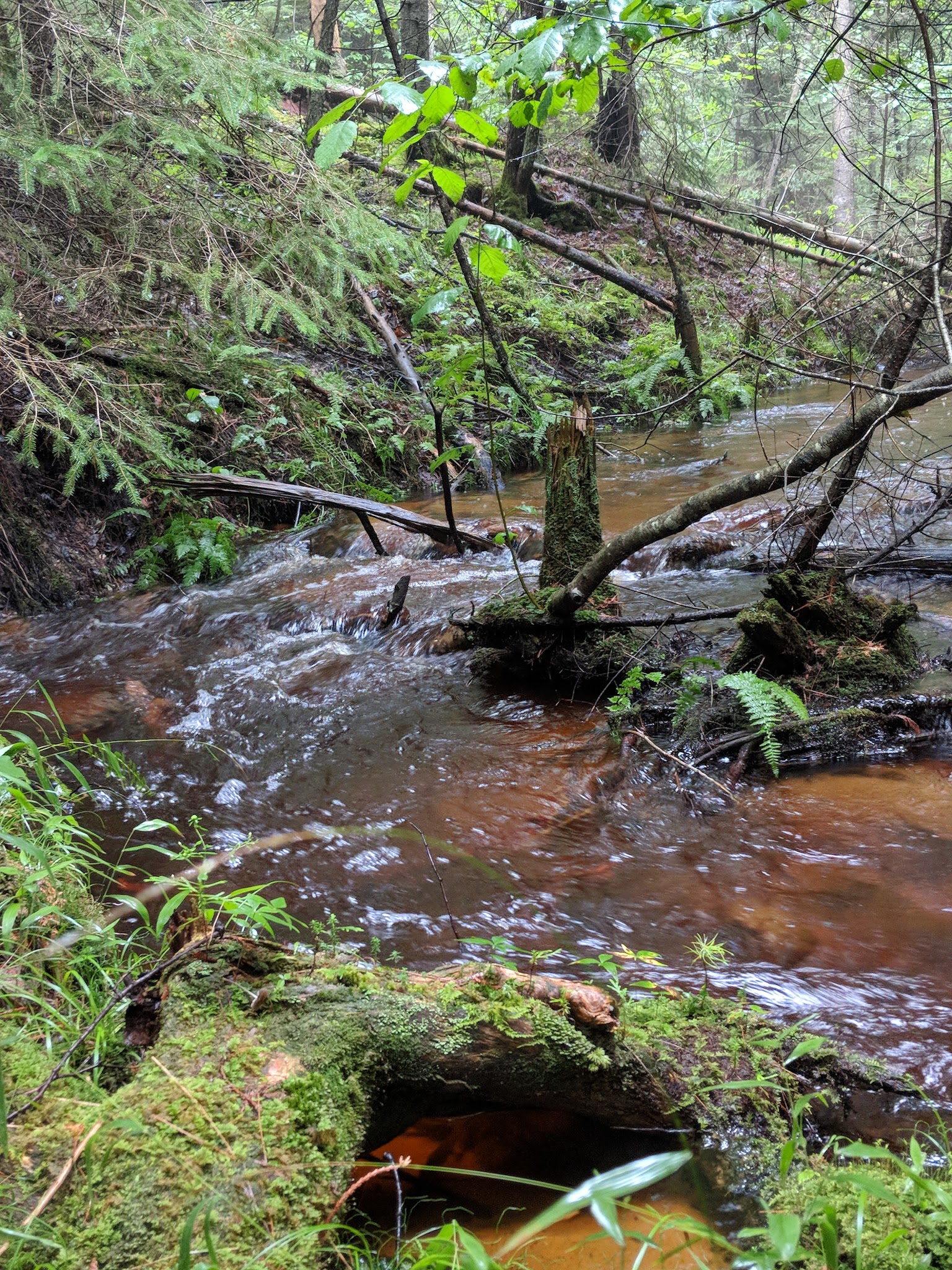 Pine River Campground