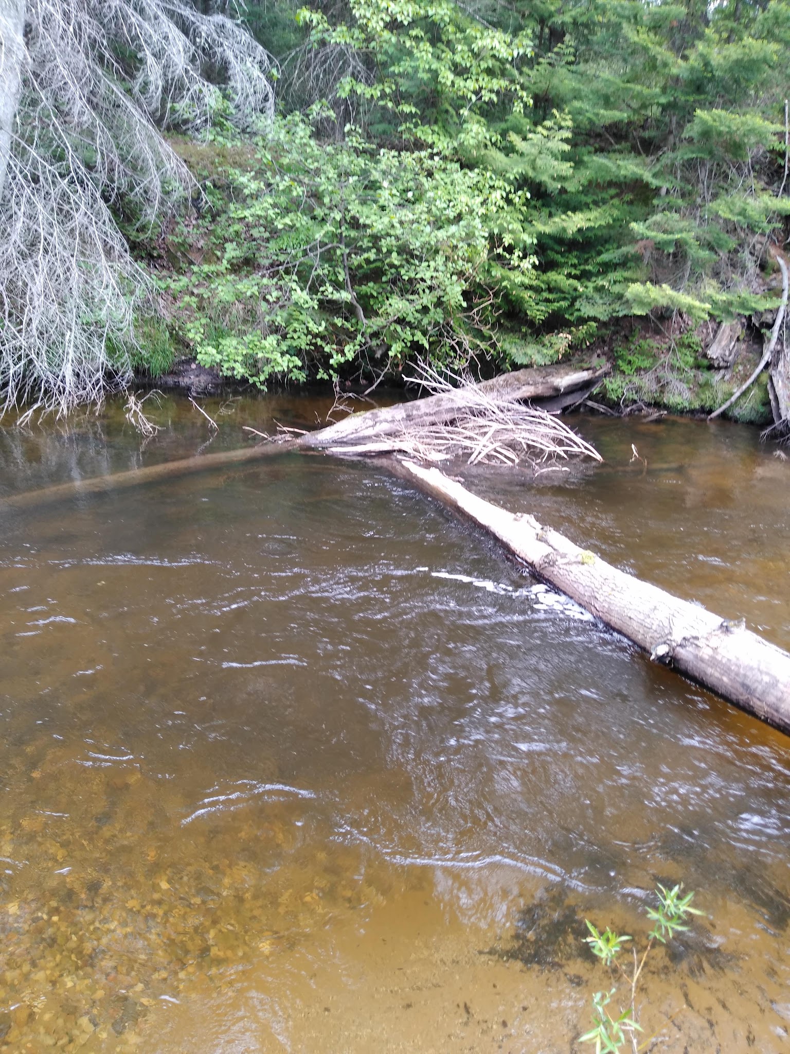 Pine River Campground