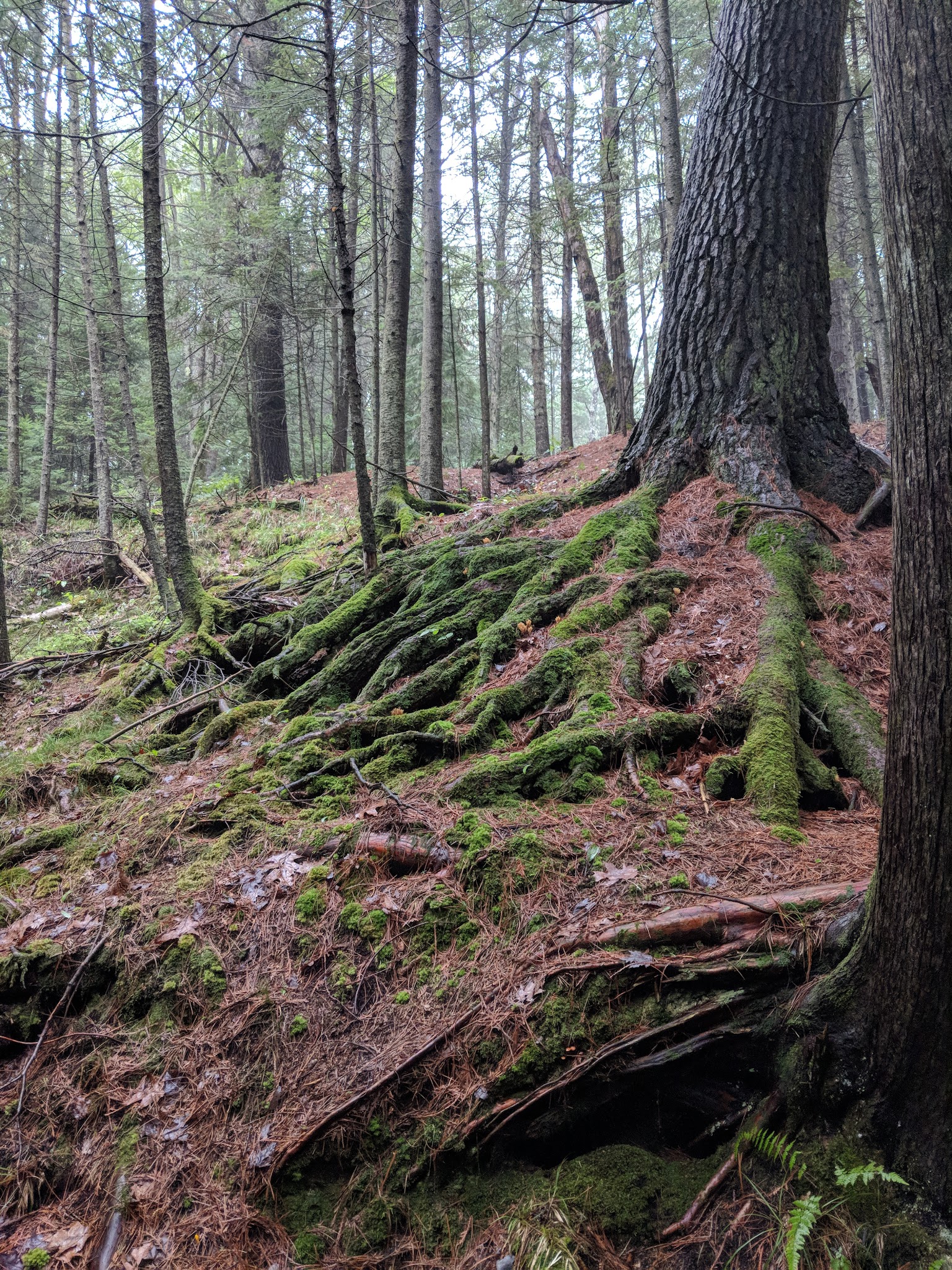 Pine River Campground