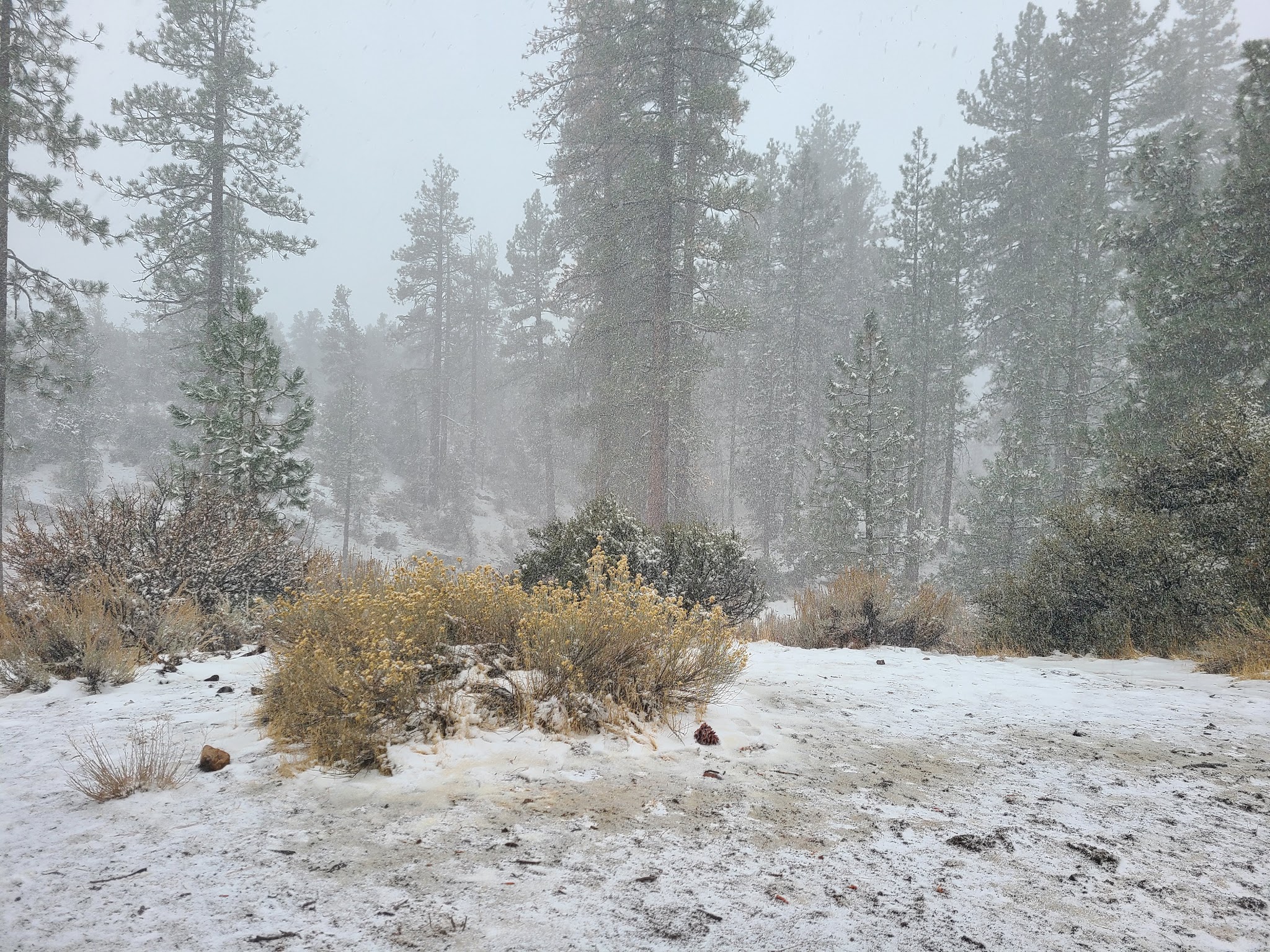 Pine Springs Campground