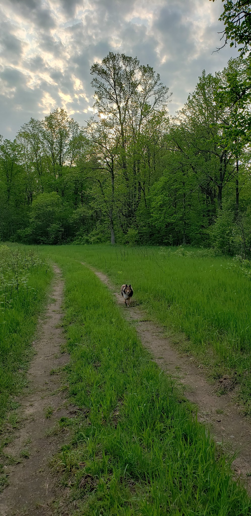 Pinney Bridge State Forest Campground