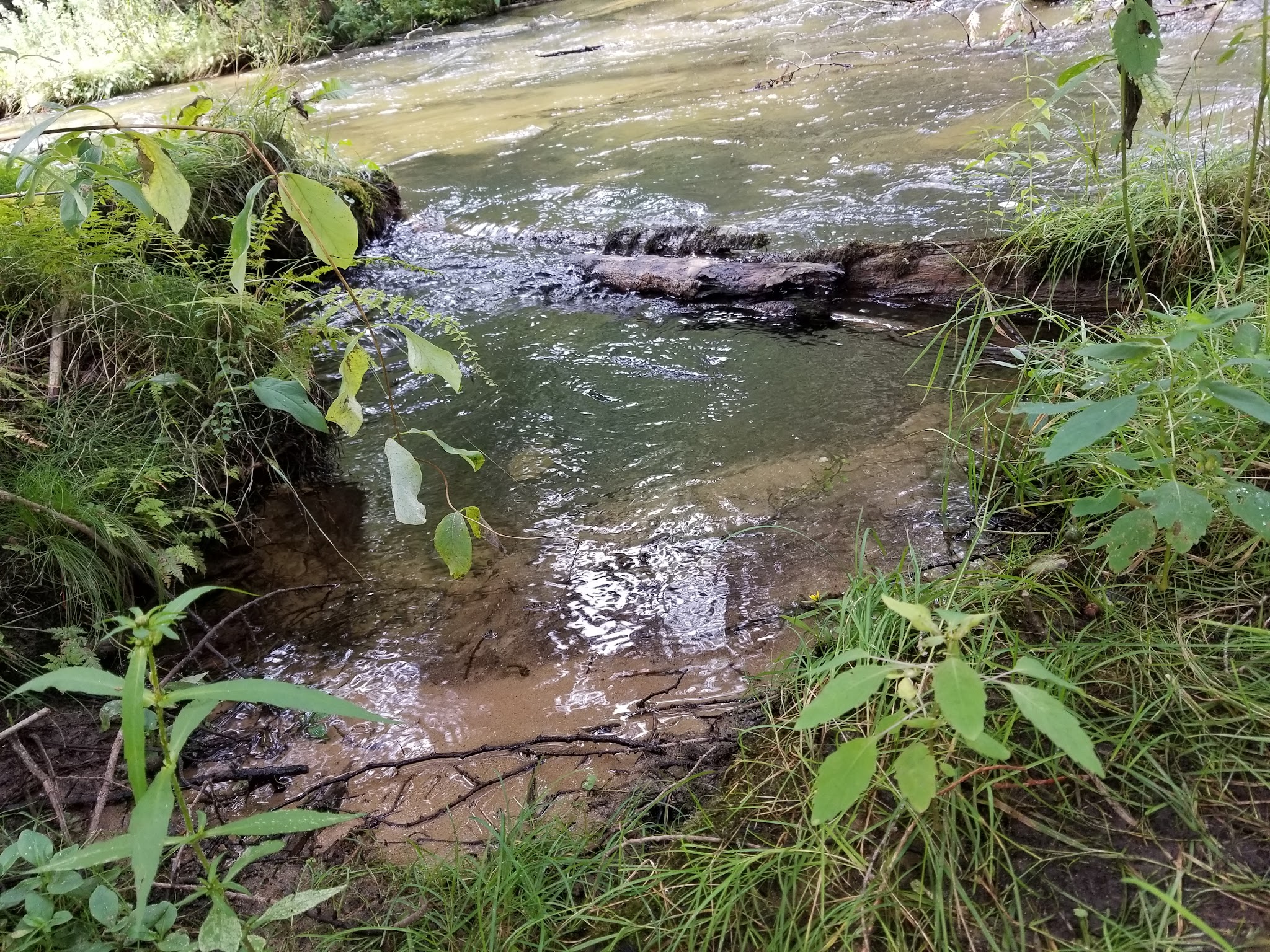 Pinney Bridge State Forest Campground
