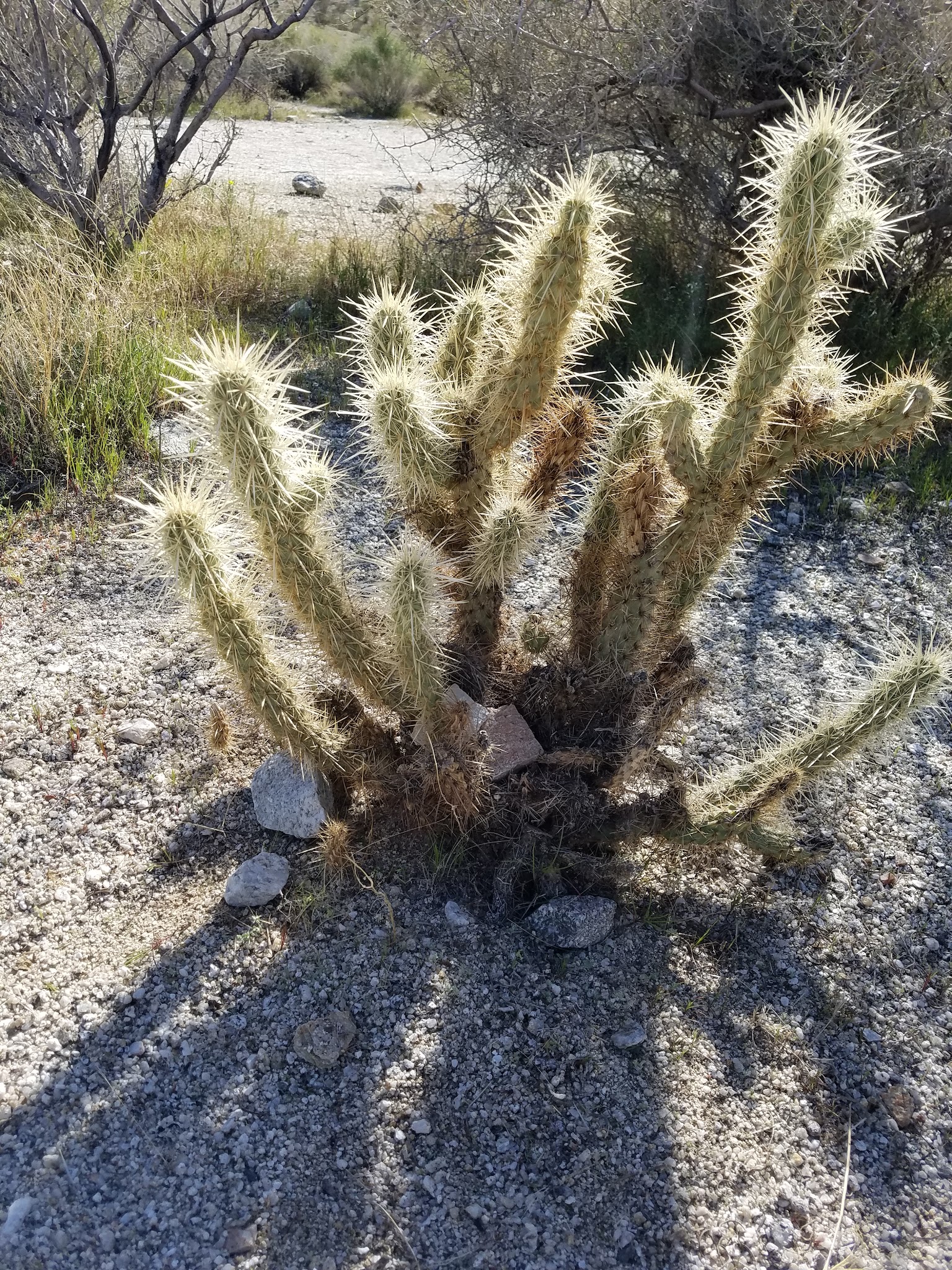 Pinyon Flat Campground (San Bernardino National Forest)