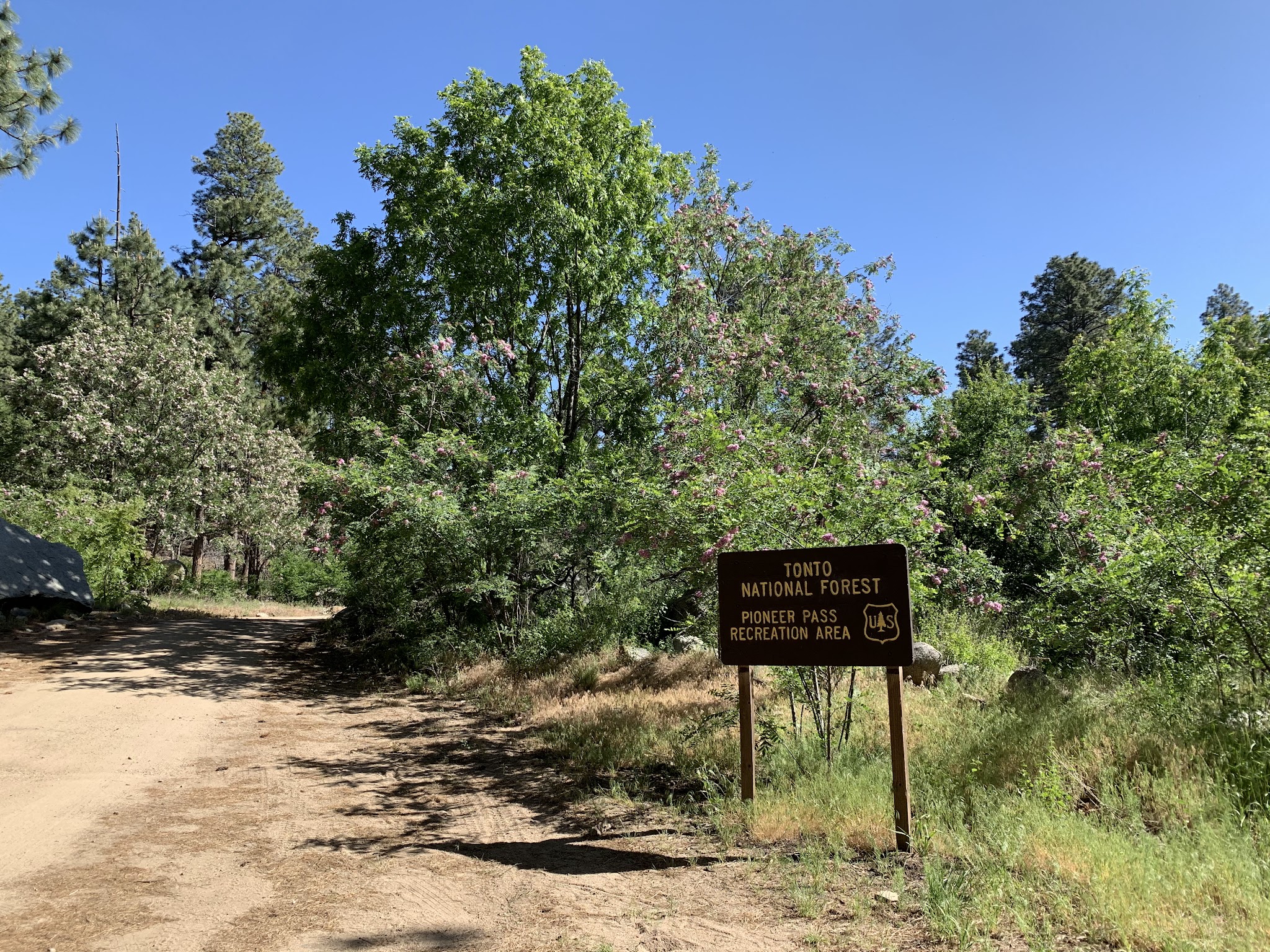 Pioneer Pass Camping Area