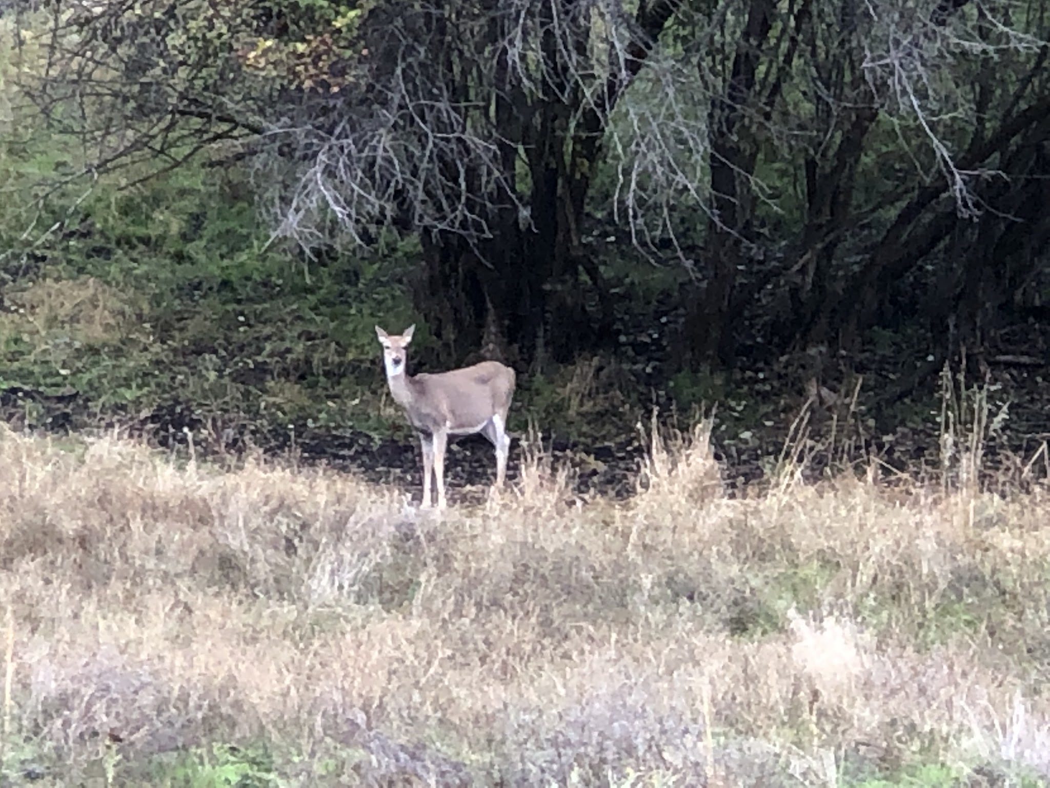 Pittsburg Campground