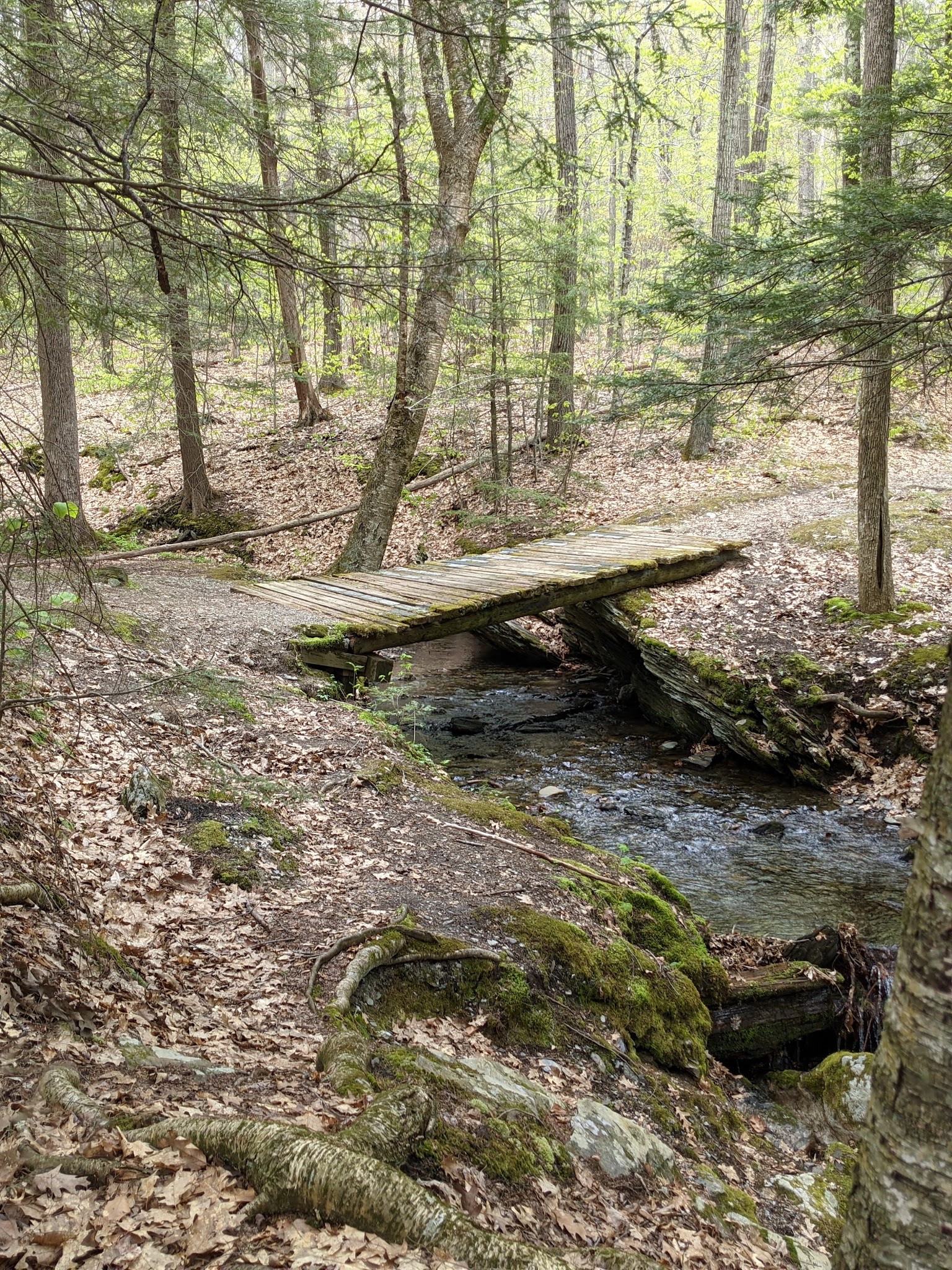 Pittsfield State Forest