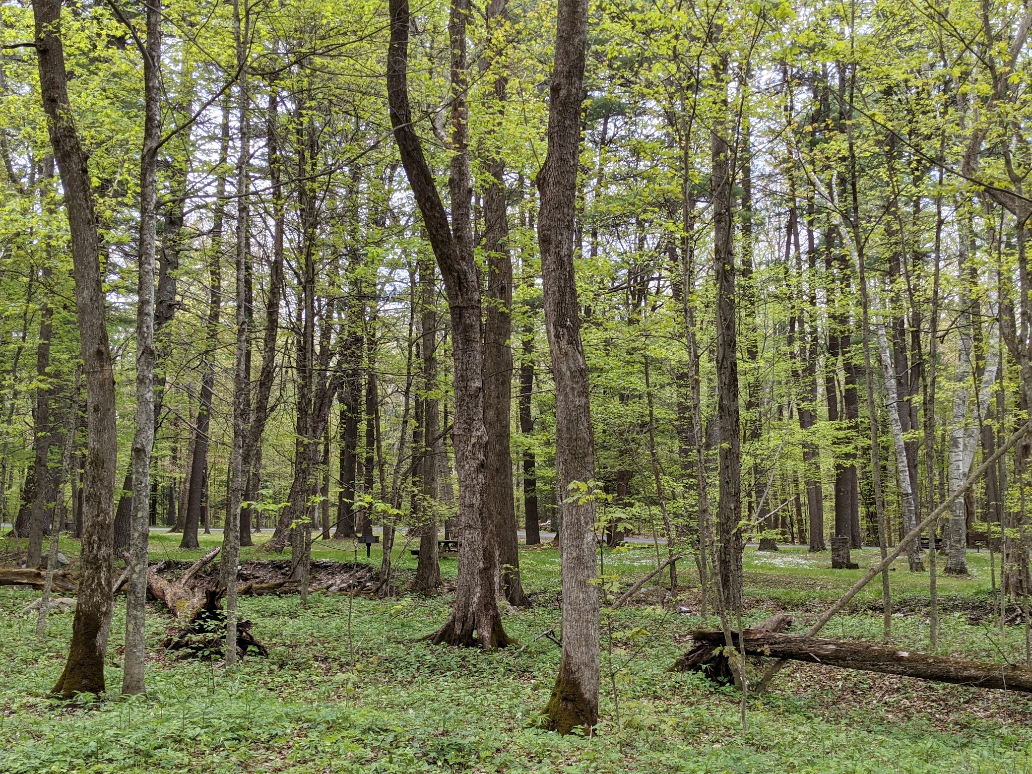 Pittsfield State Forest