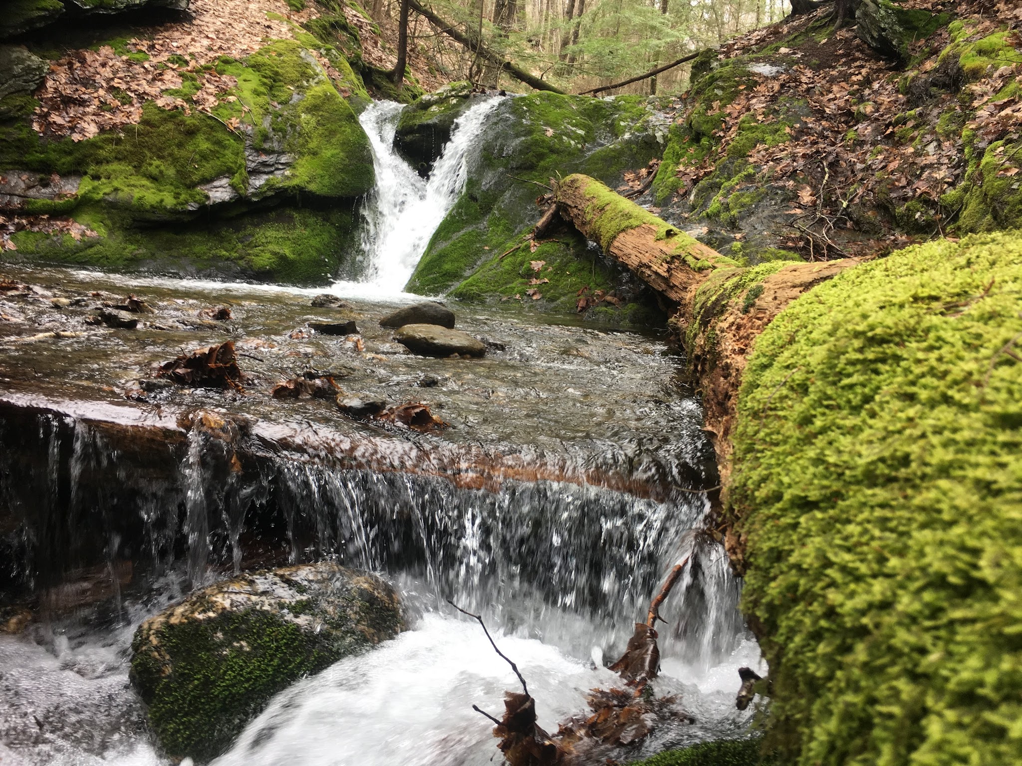 Pittsfield State Forest