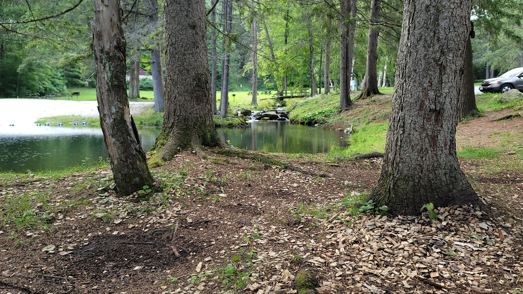 Pittsfield State Forest