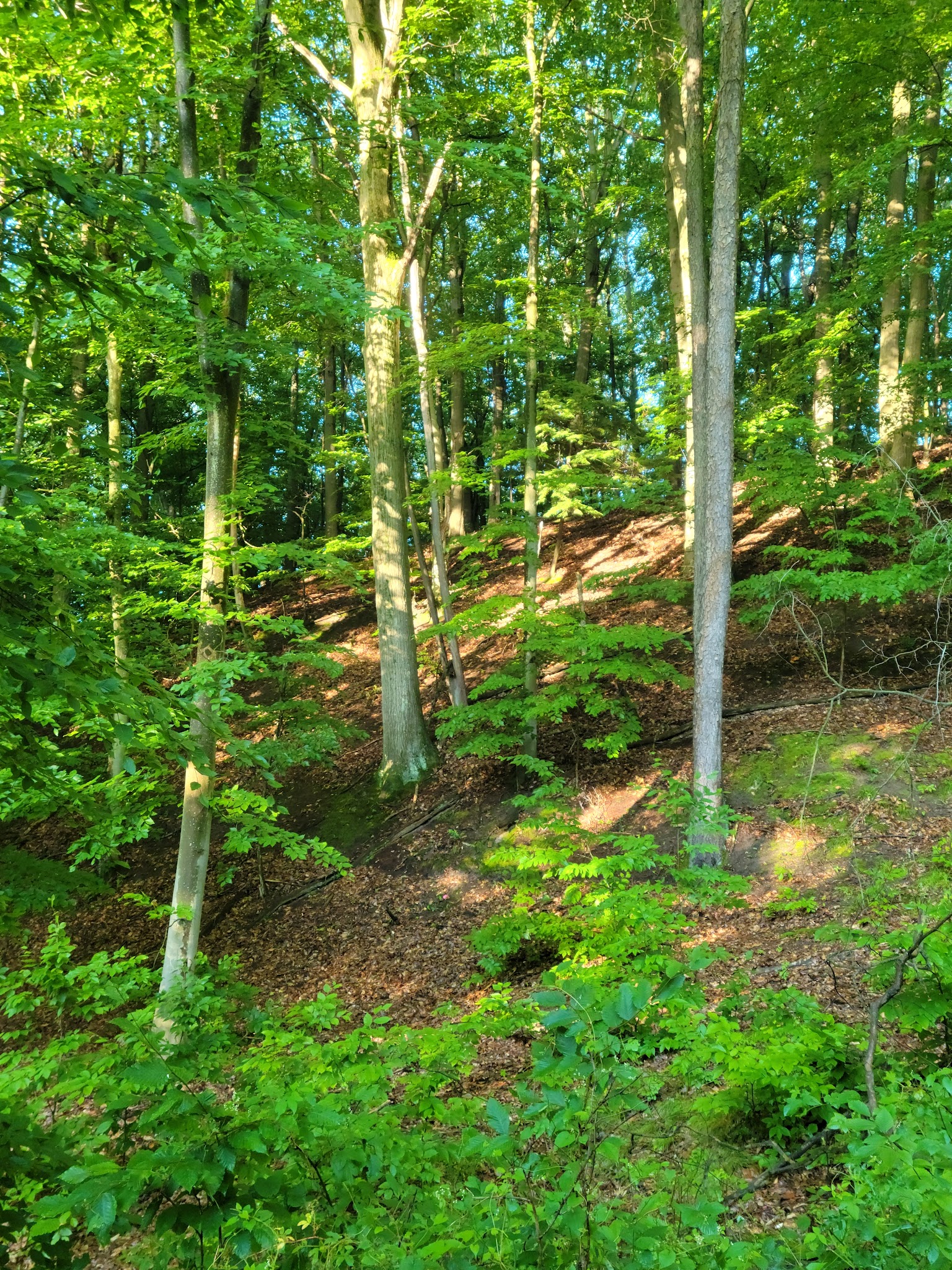 Hoffmaster Group Youth Camp