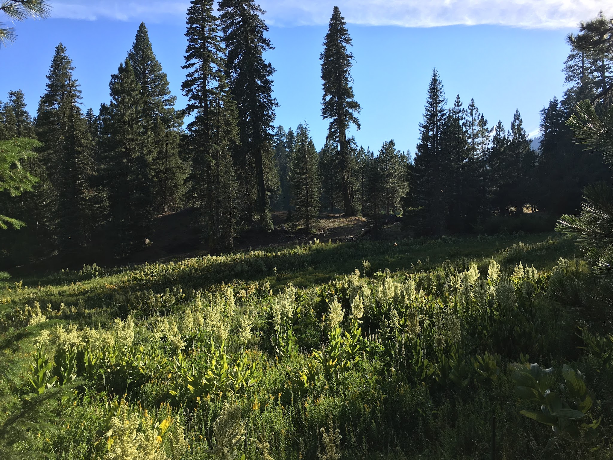 Plaskett Meadows Campground