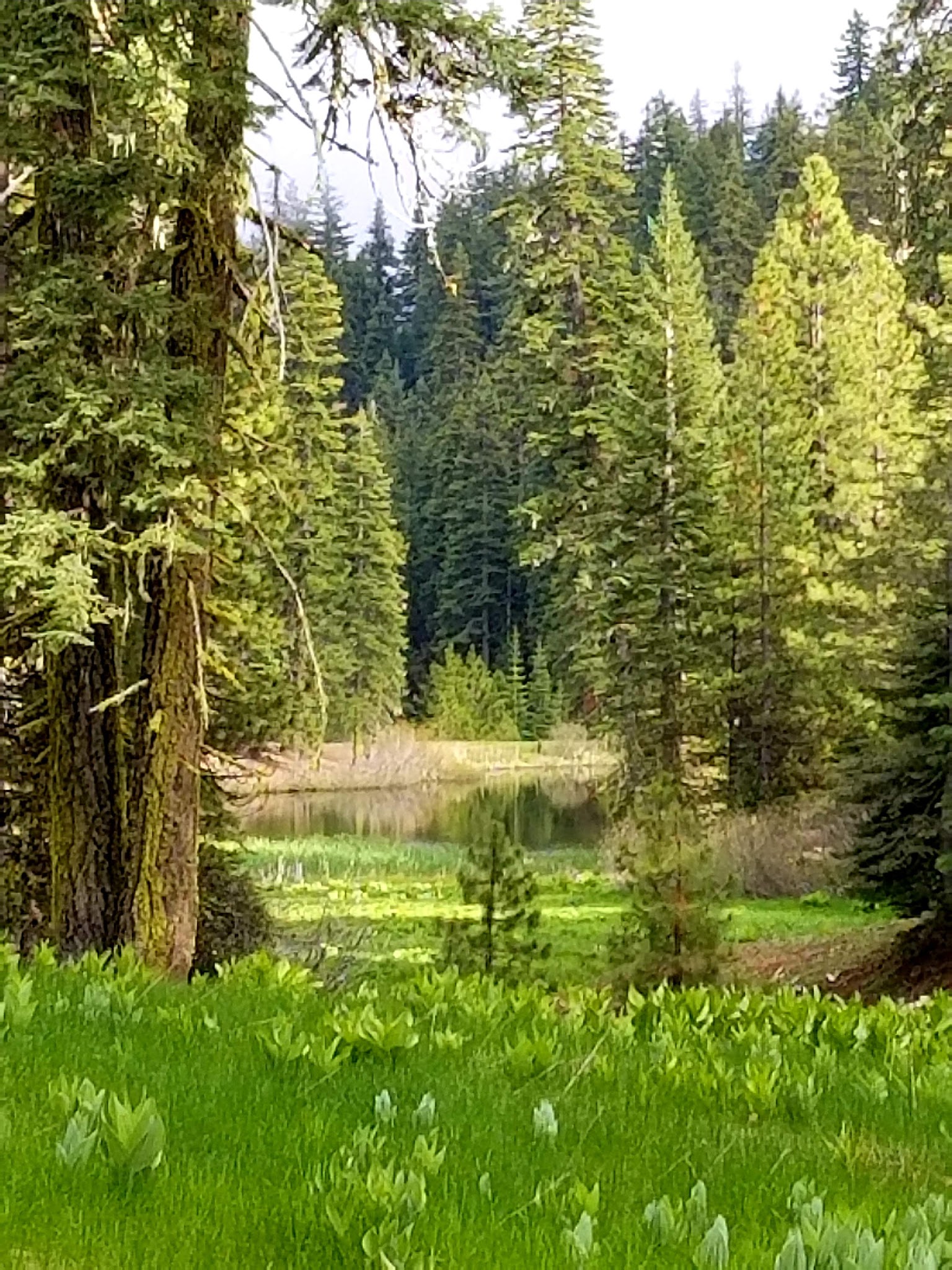 Plaskett Meadows Campground