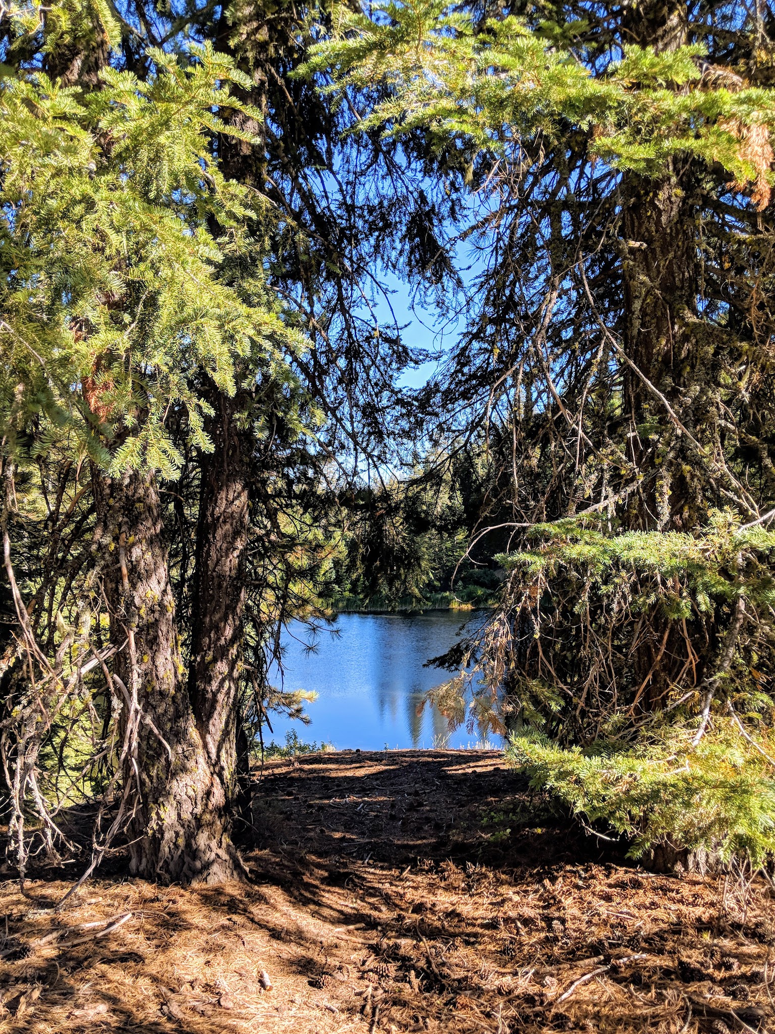 Plaskett Meadows Campground