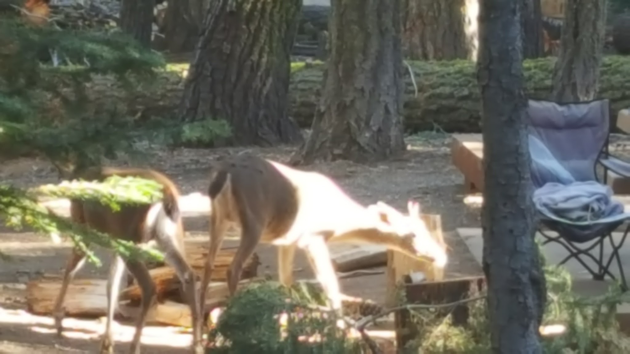 Plaskett Meadows Campground