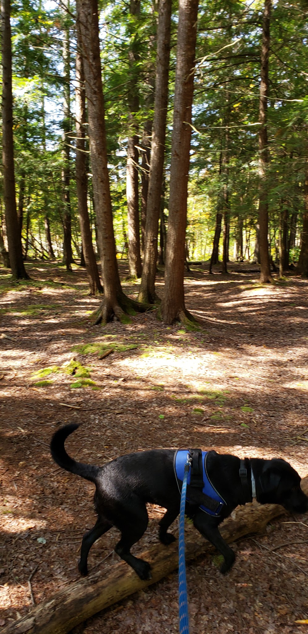 Platte River State Forest Campground