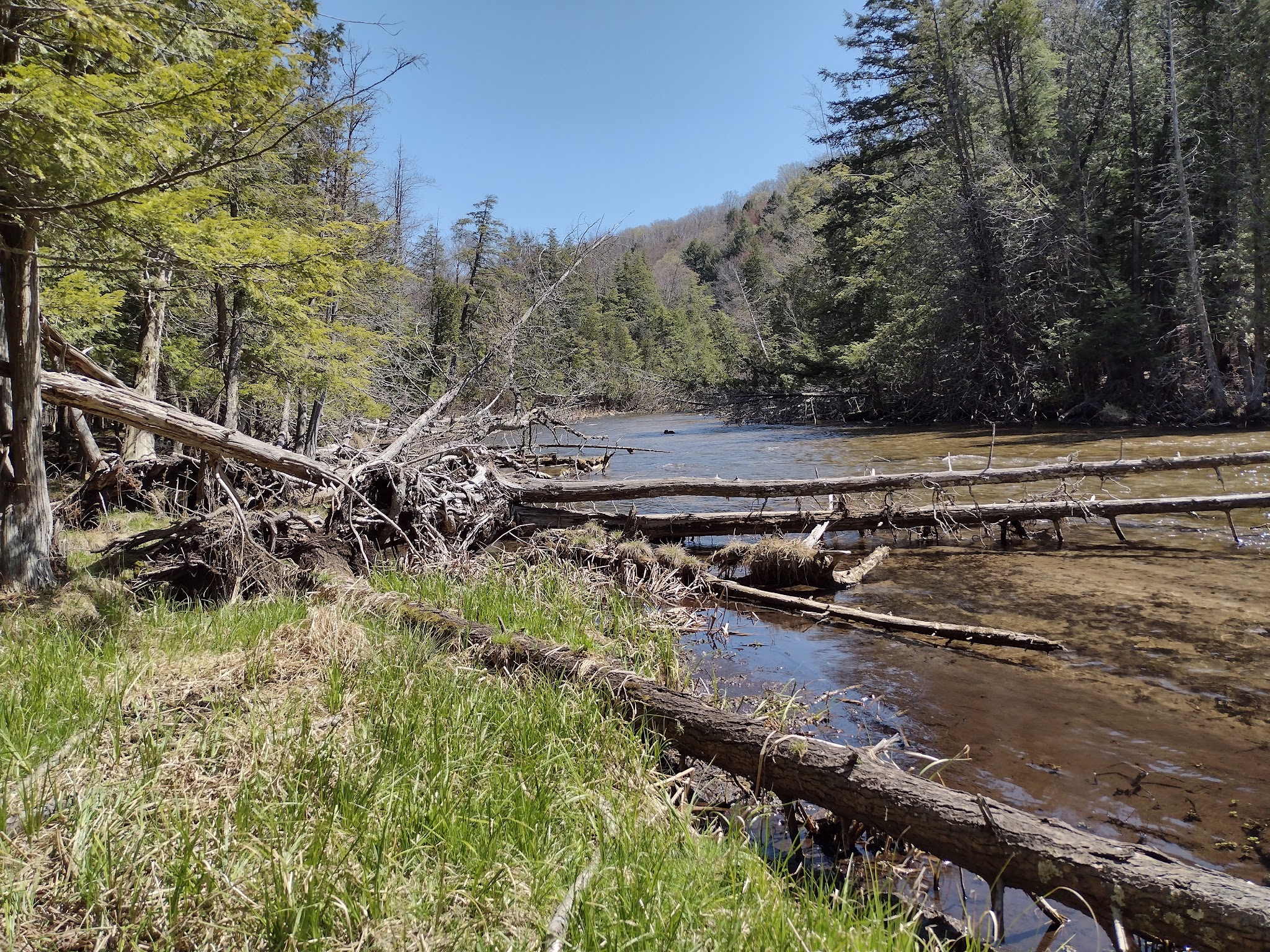 Platte River State Forest Campground