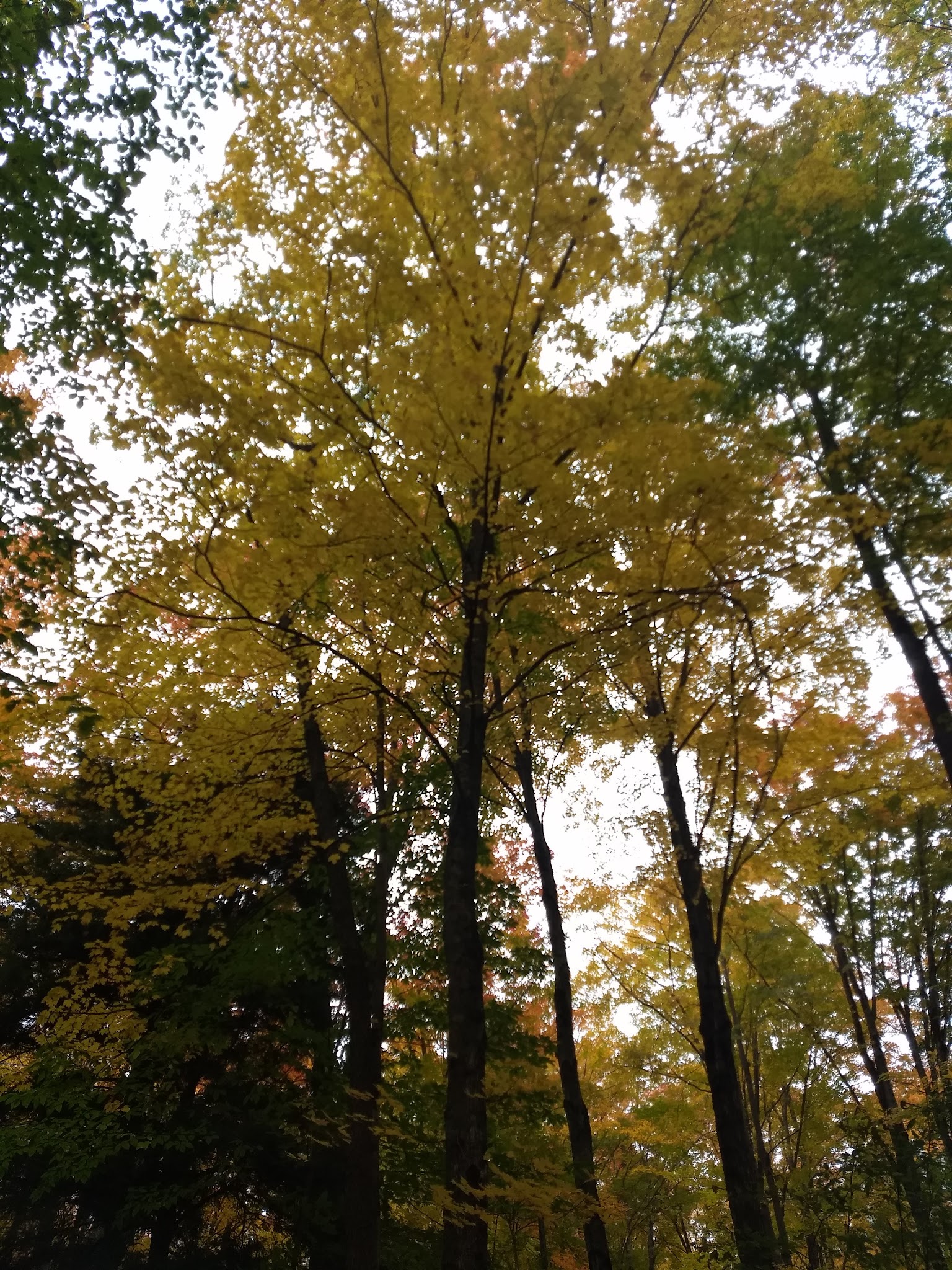 Platte River State Forest Campground