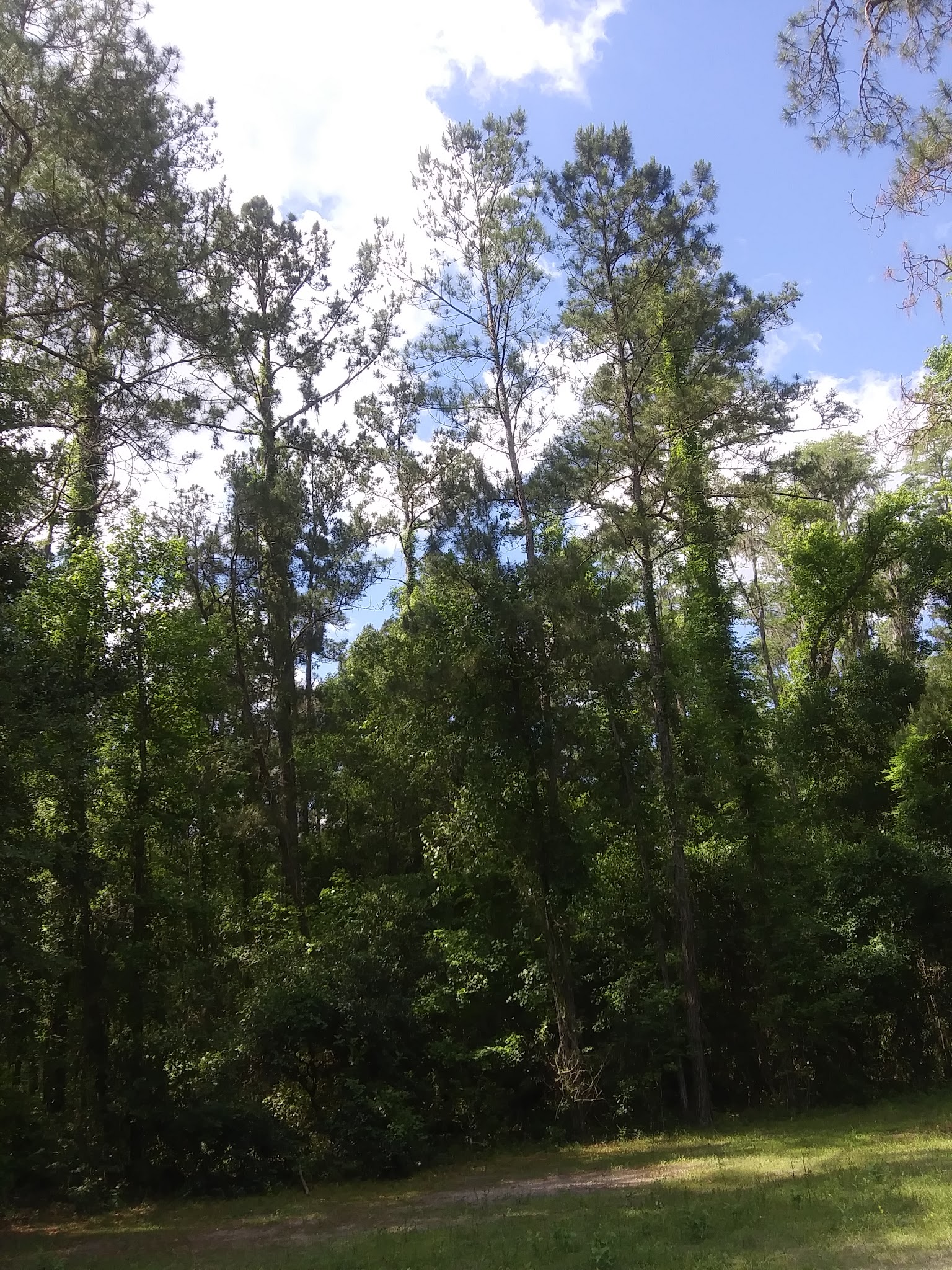 Pless Place Hunt Camp