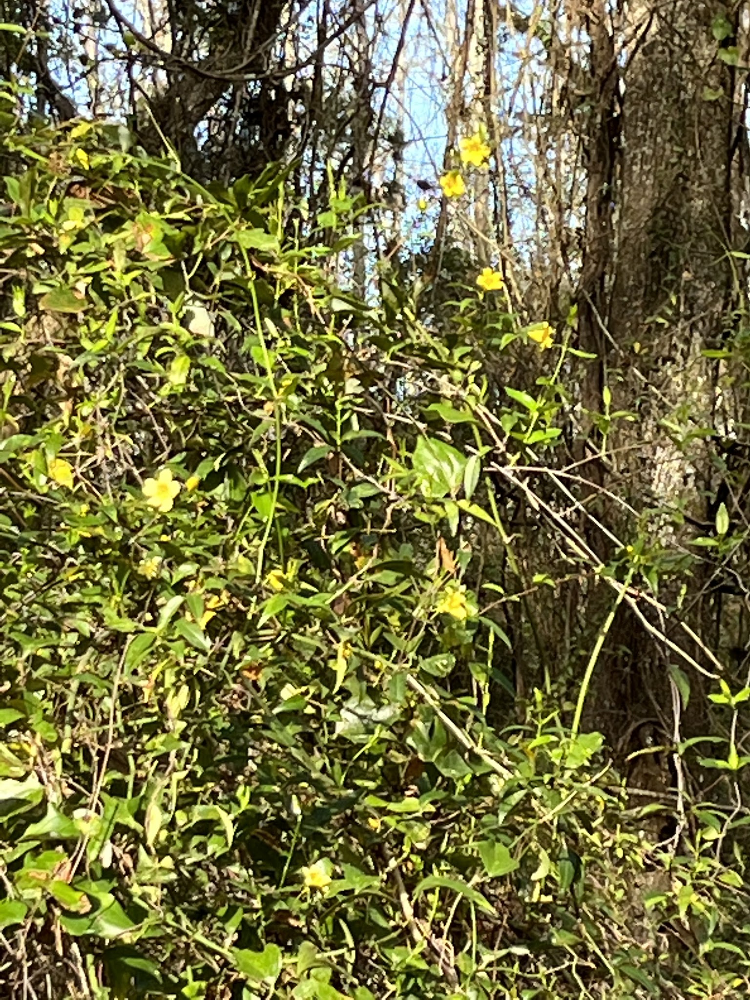 Pless Place Hunt Camp