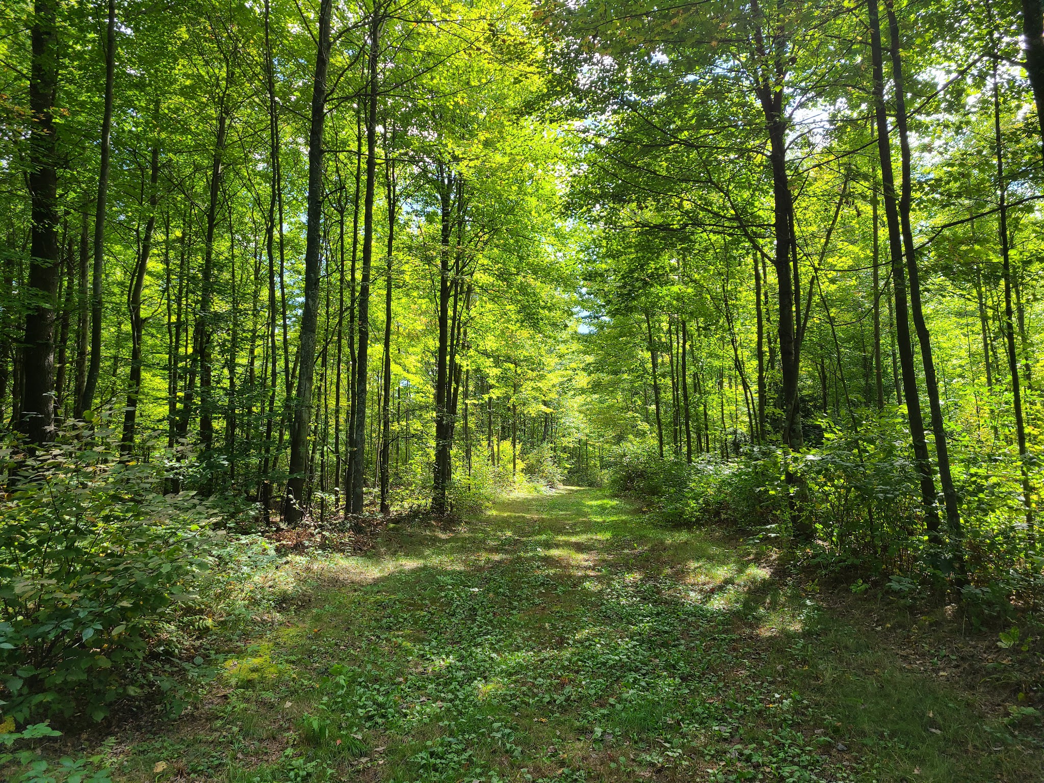Point Beach State Forest