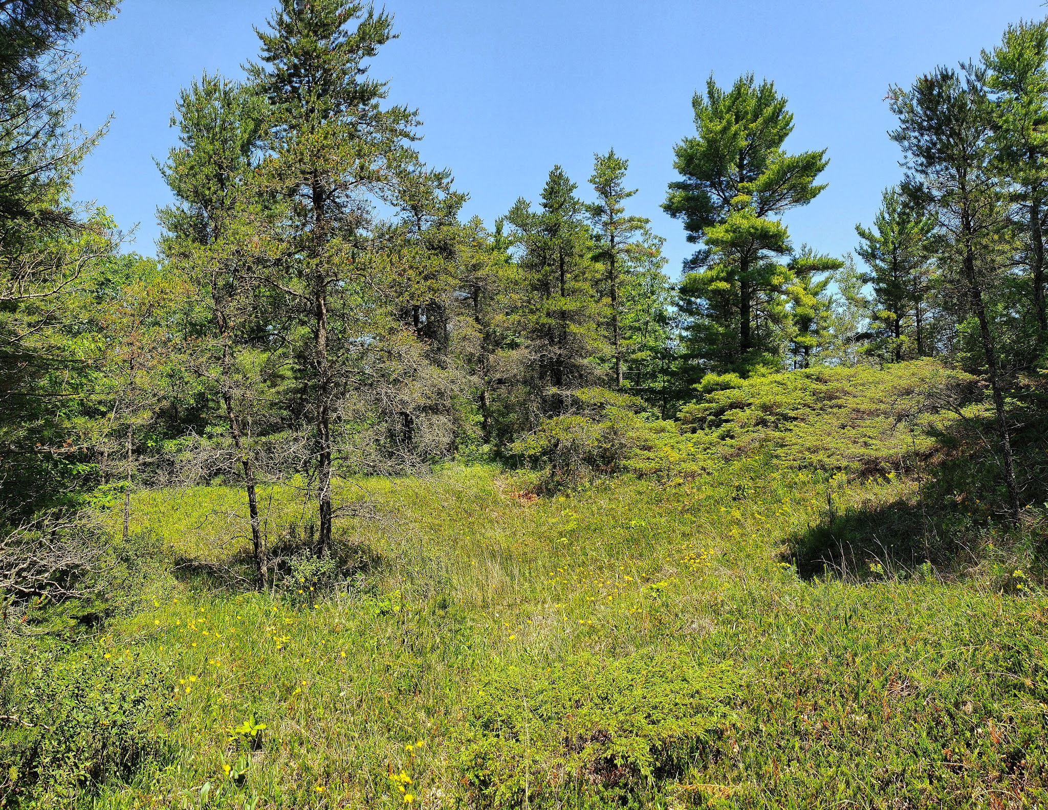 Point Beach State Forest