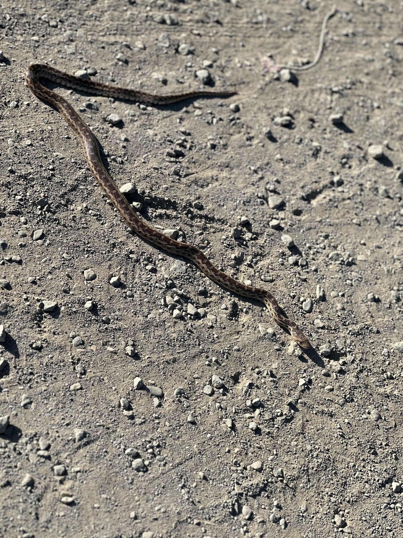 Point Pinole Regional Shoreline