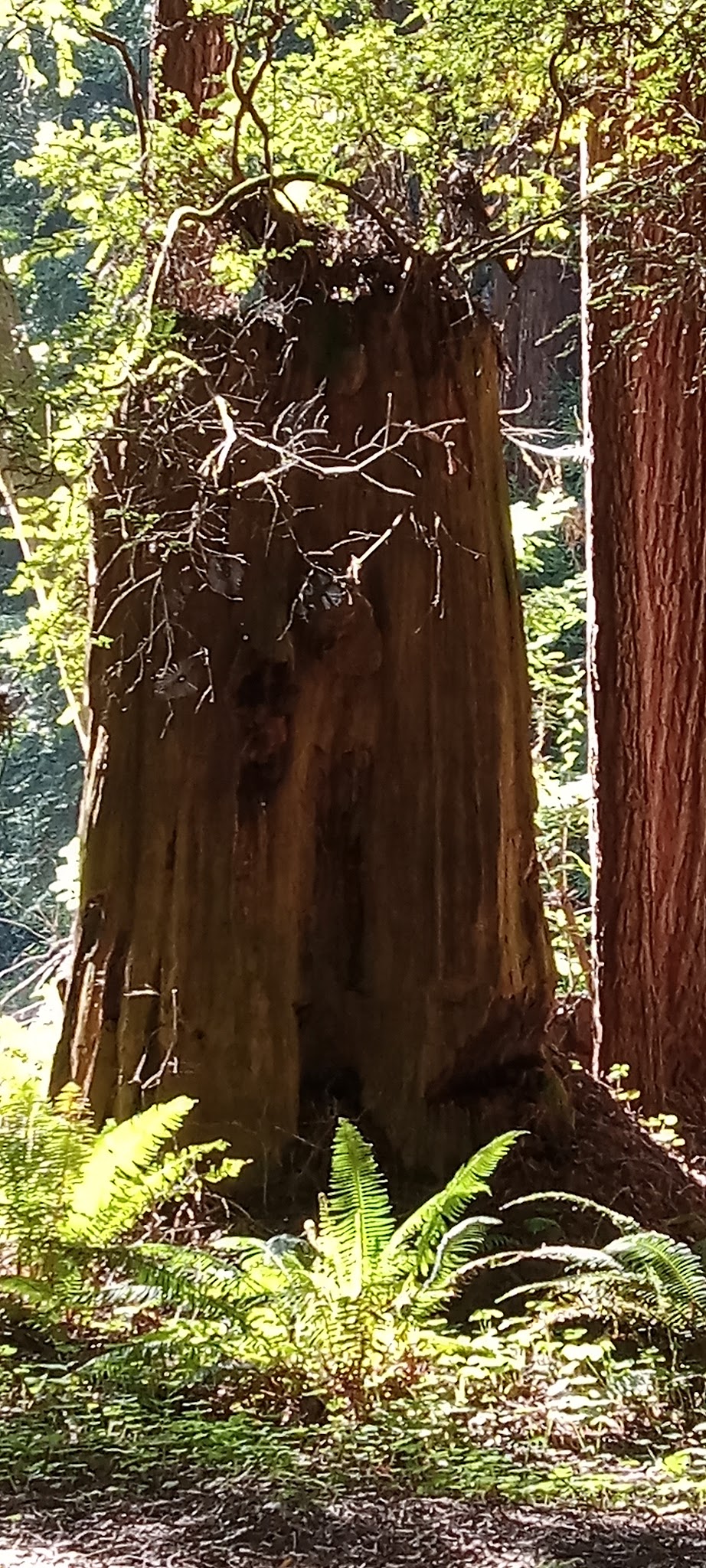 Pomo Canyon Environmental Campground