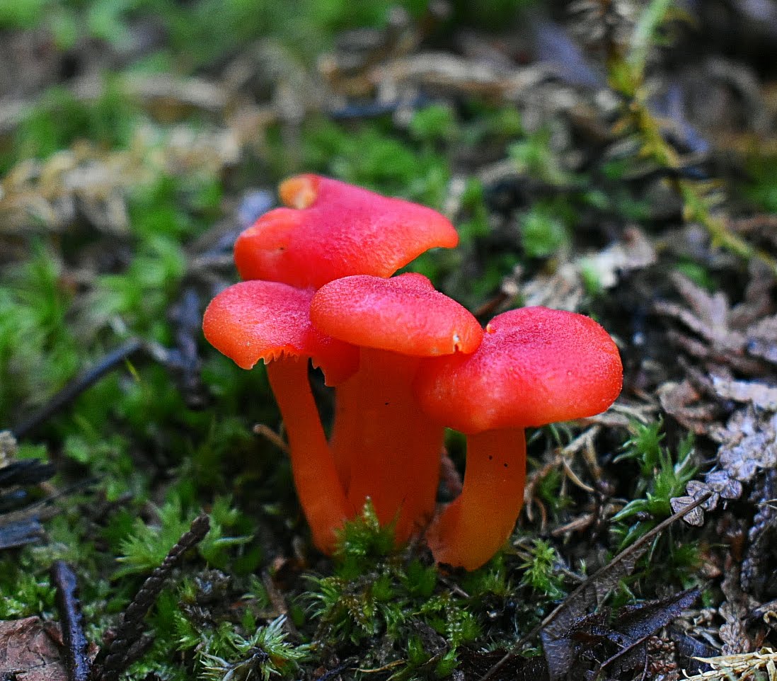 Portage Bay State Forest Campground