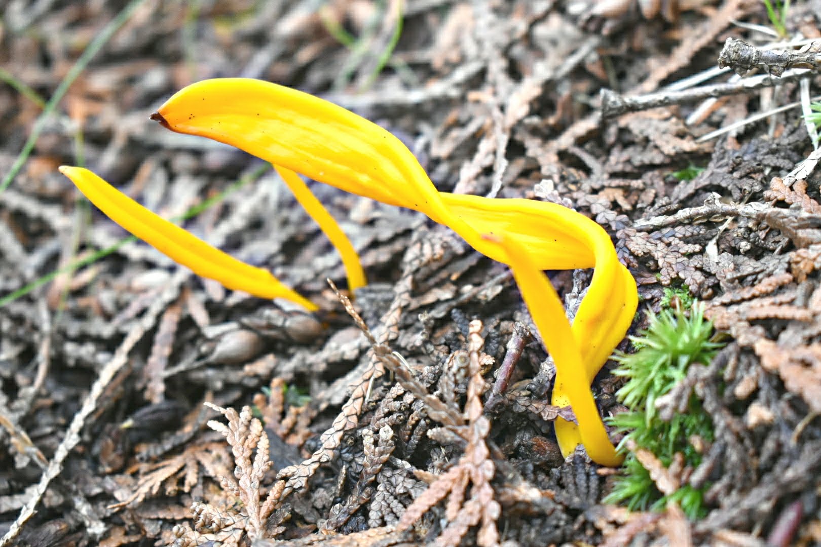 Portage Bay State Forest Campground