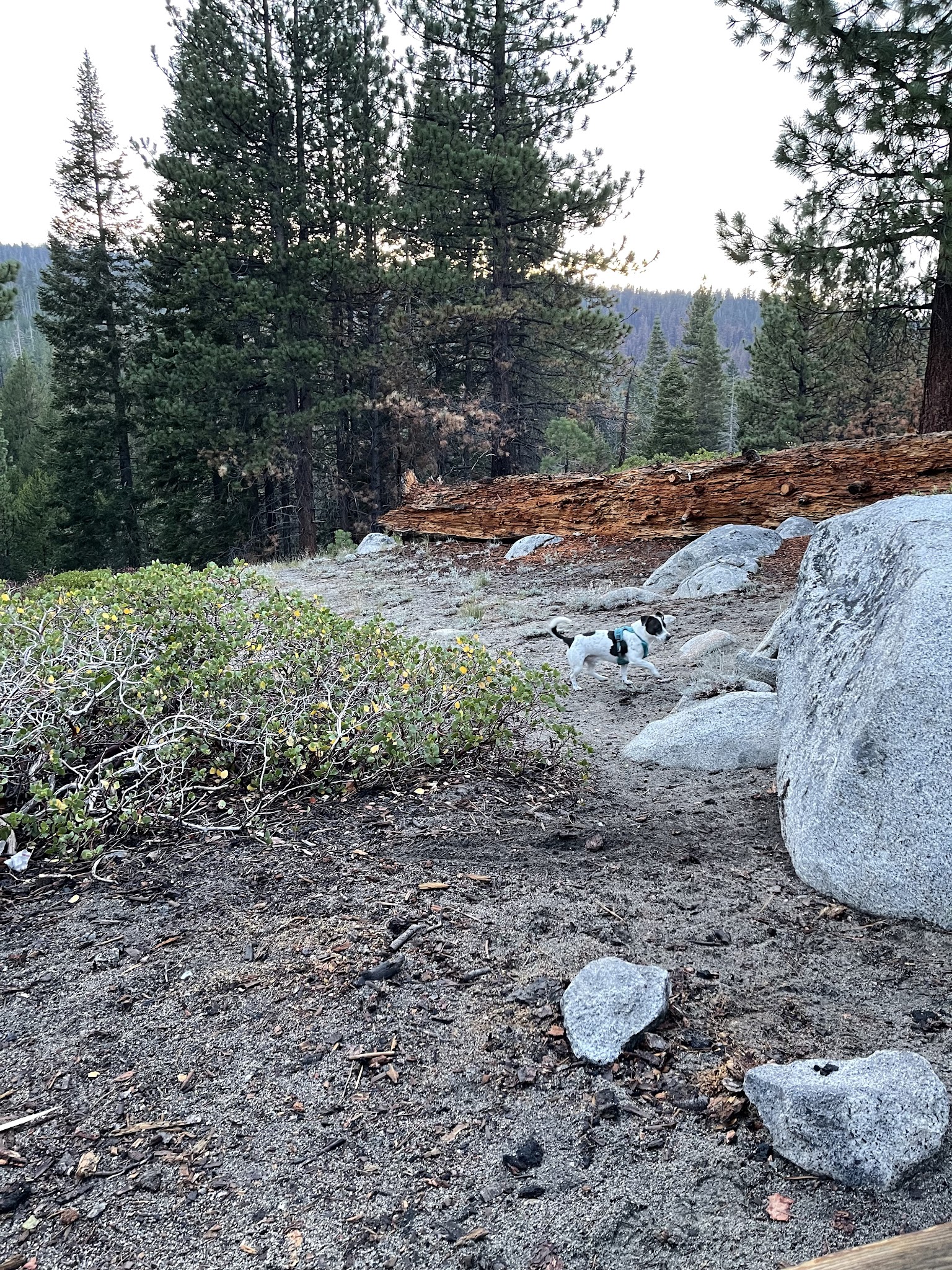 Portal Forebay Campground