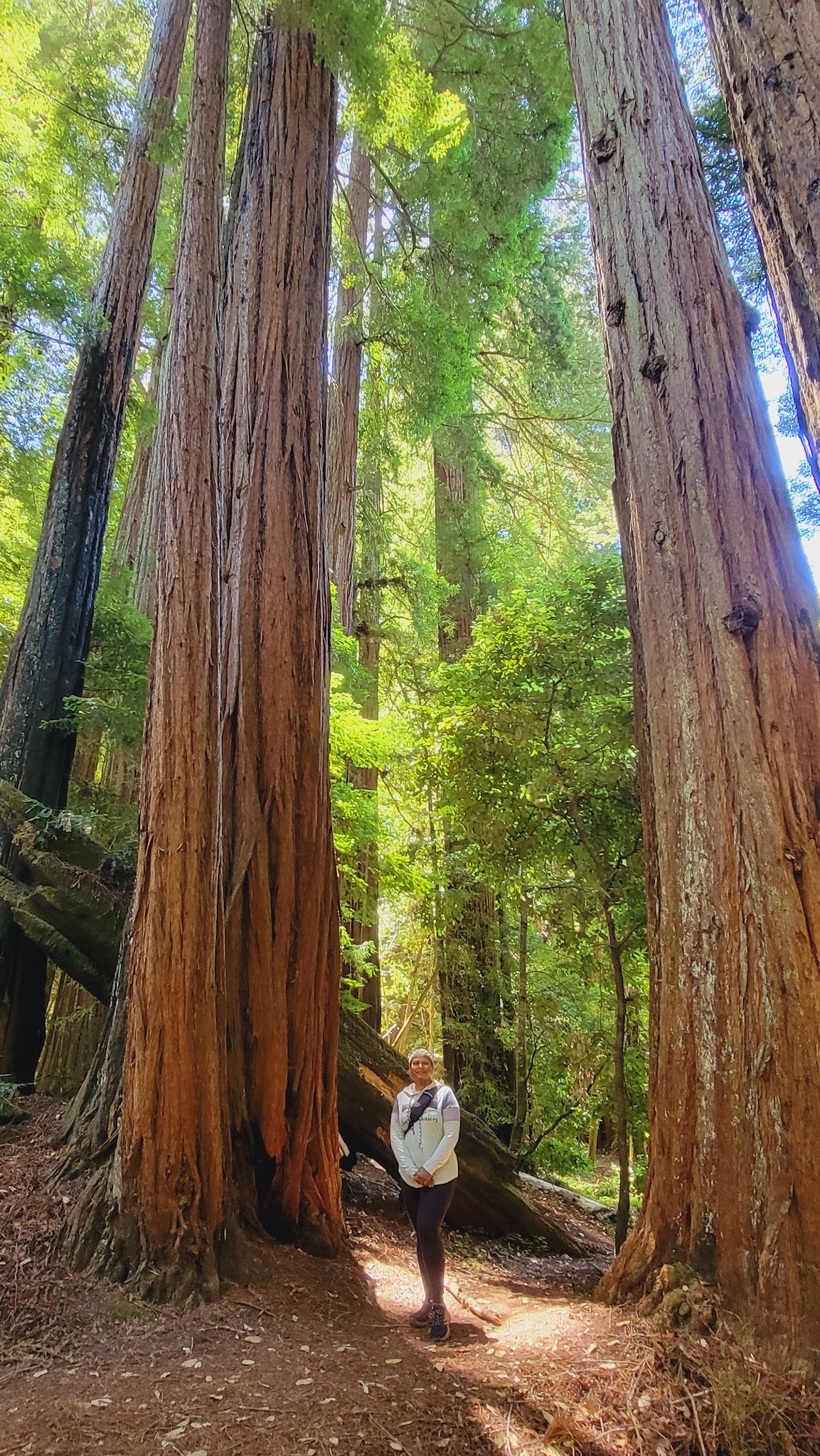 Portola Campground - Portola Redwoods SP