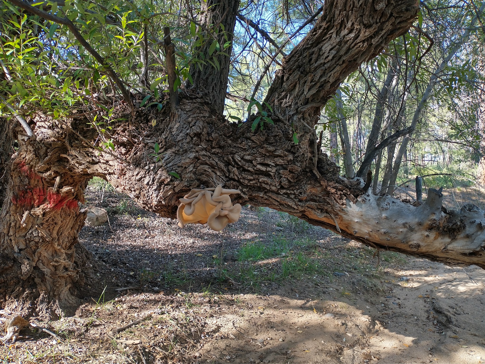 Powell Springs Campground