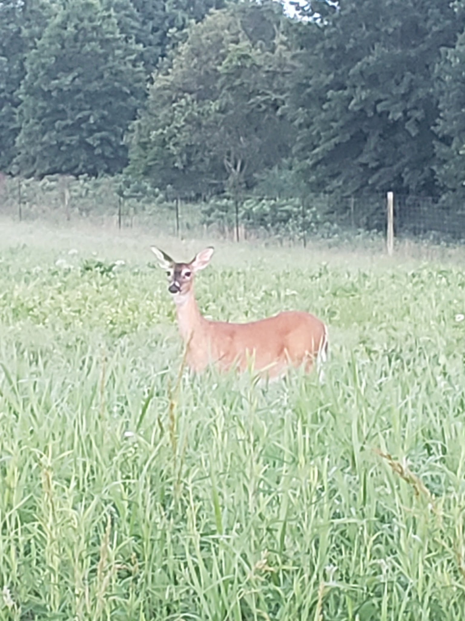 Prairie State Park Campground