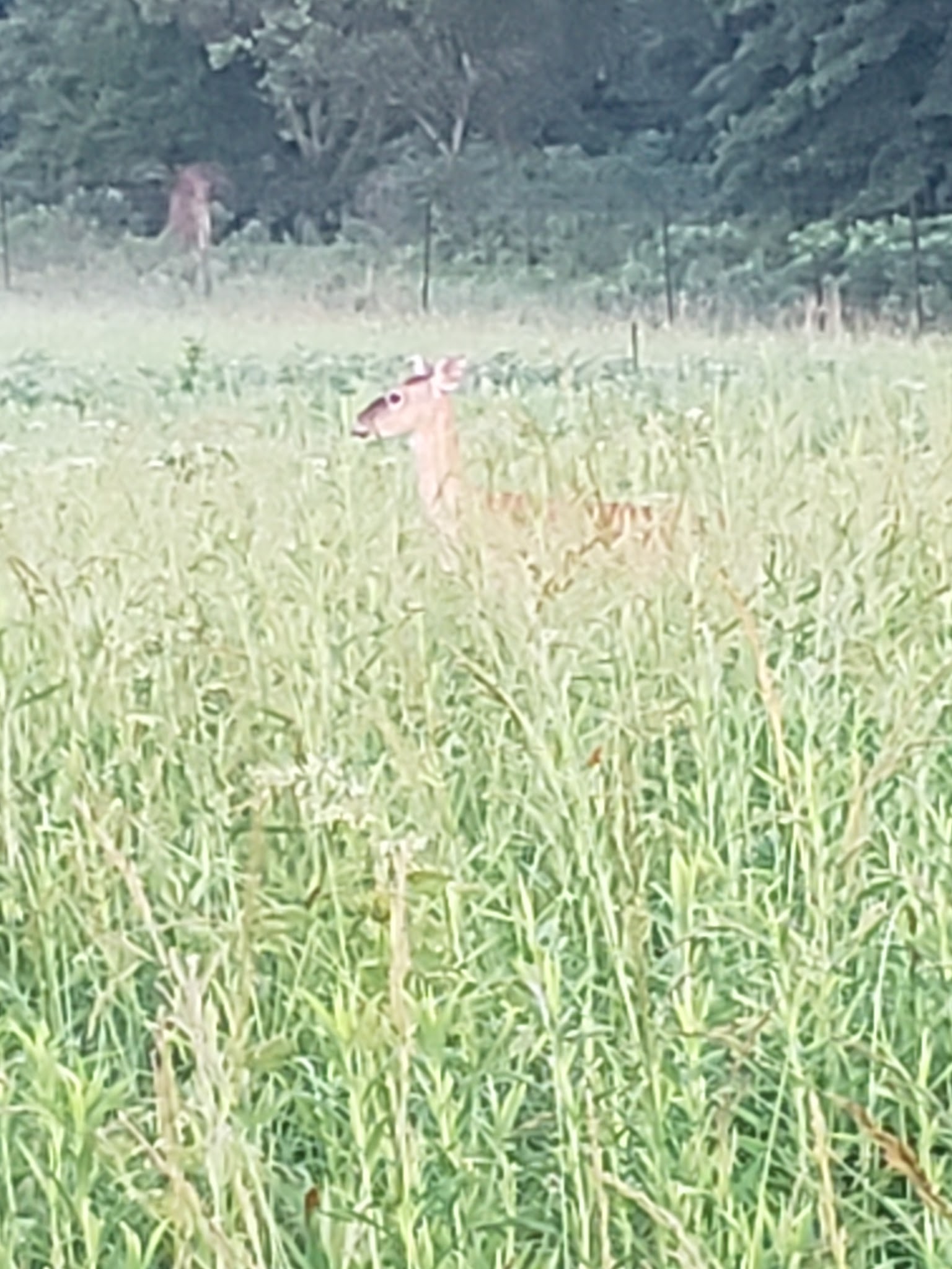 Prairie State Park Campground