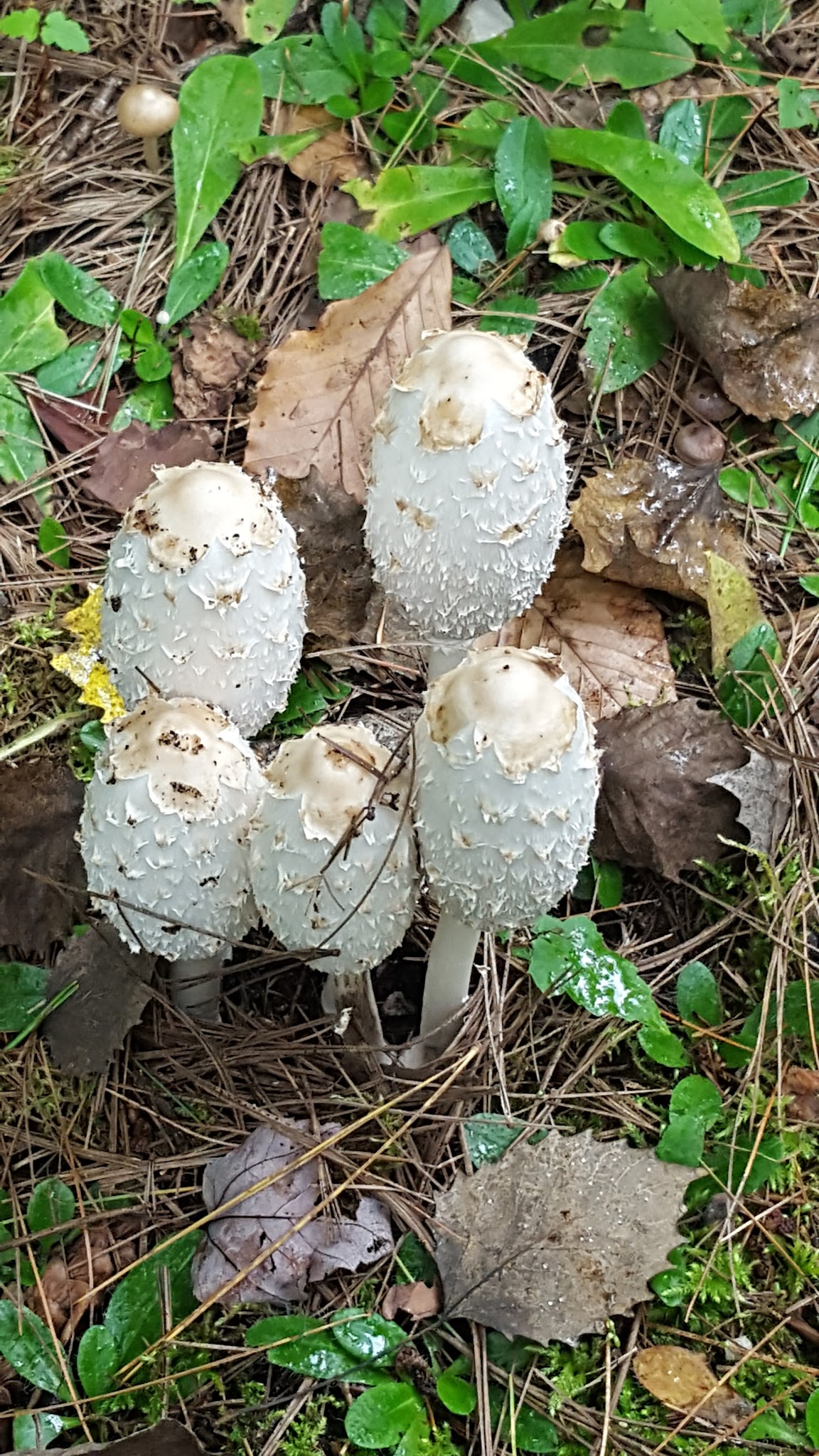 Pretty Lake State Forest Campground