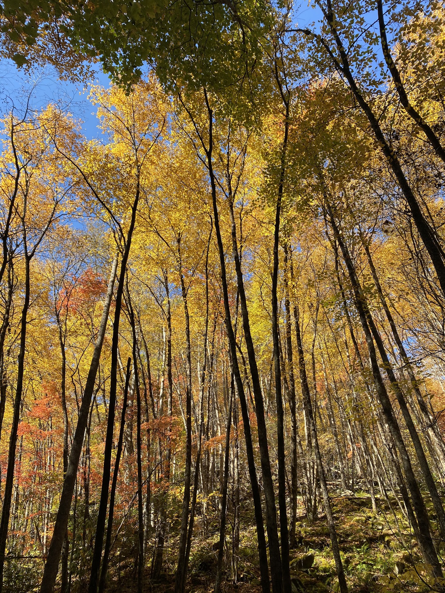 Primitive Campground