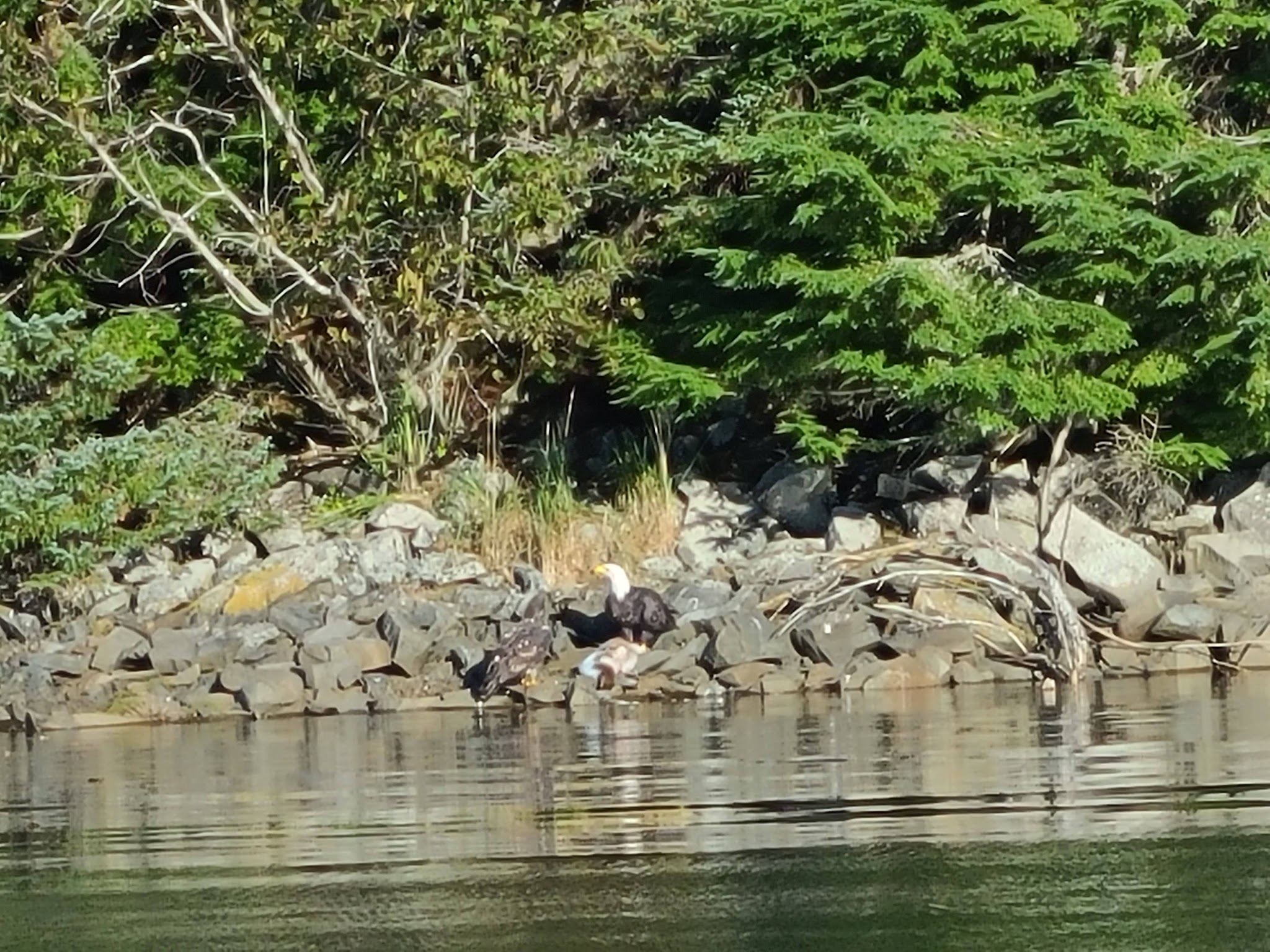 Prince William Sound