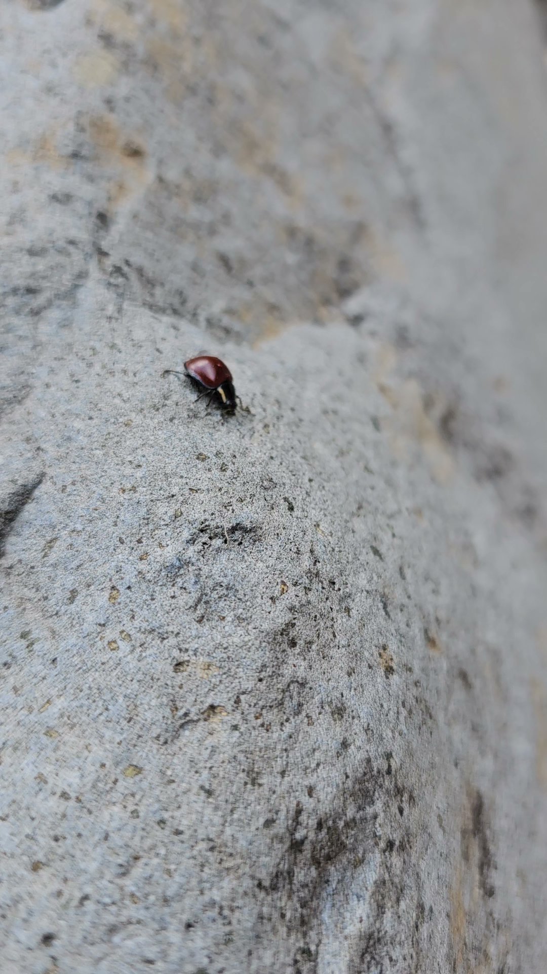 Pumphouse Wash (Fr 237) Dispersed Camping Area