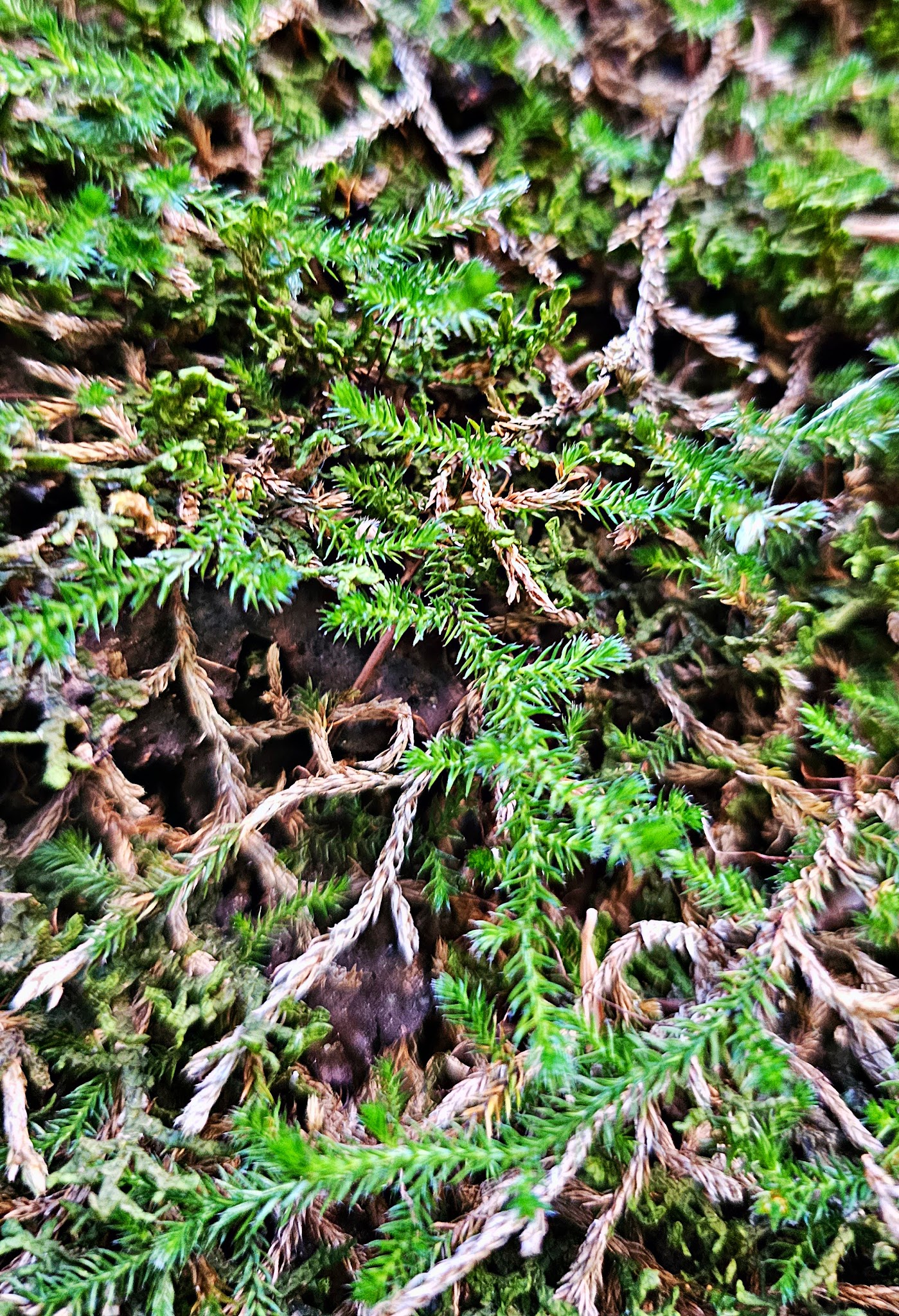 Pumphouse Wash (Fr 237) Dispersed Camping Area