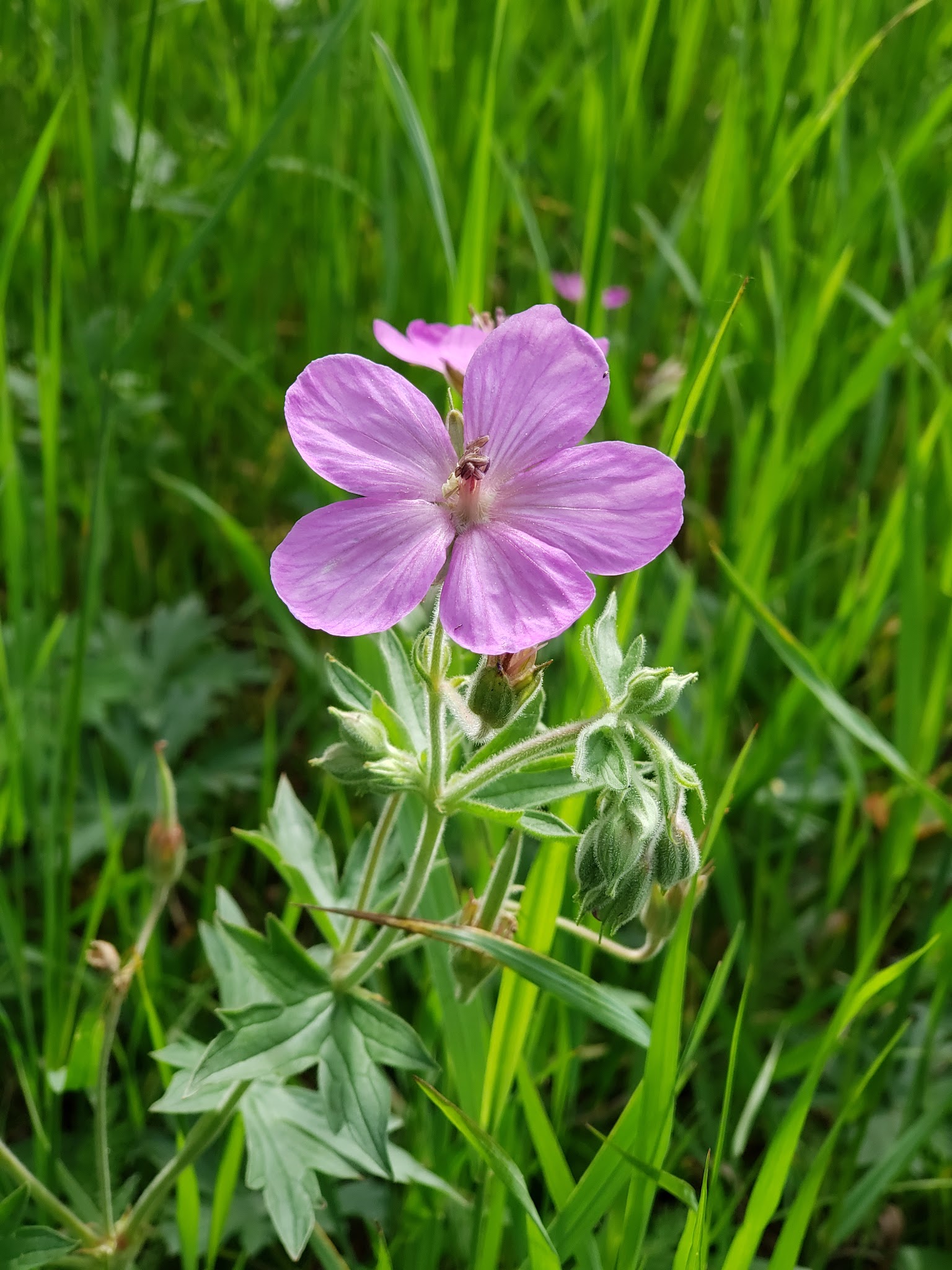Salmon Meadows Campground