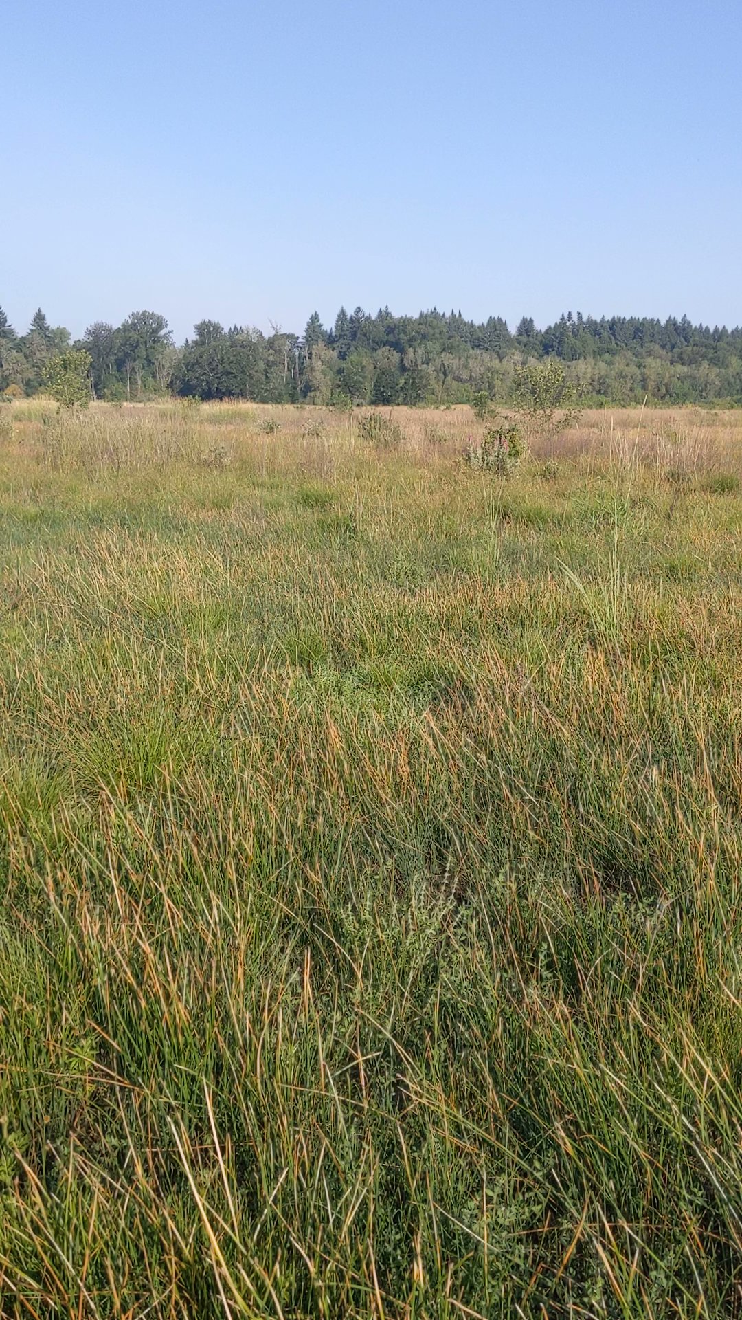 Quamash Prairie Natural Activities Campground