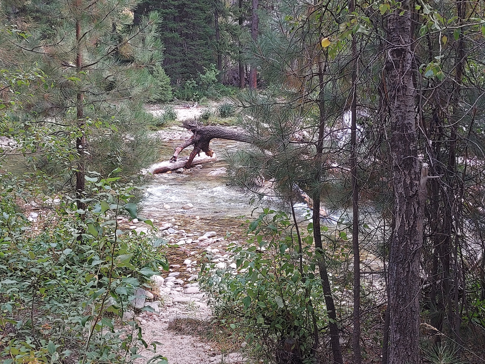 Riverside Campground (Idaho City)