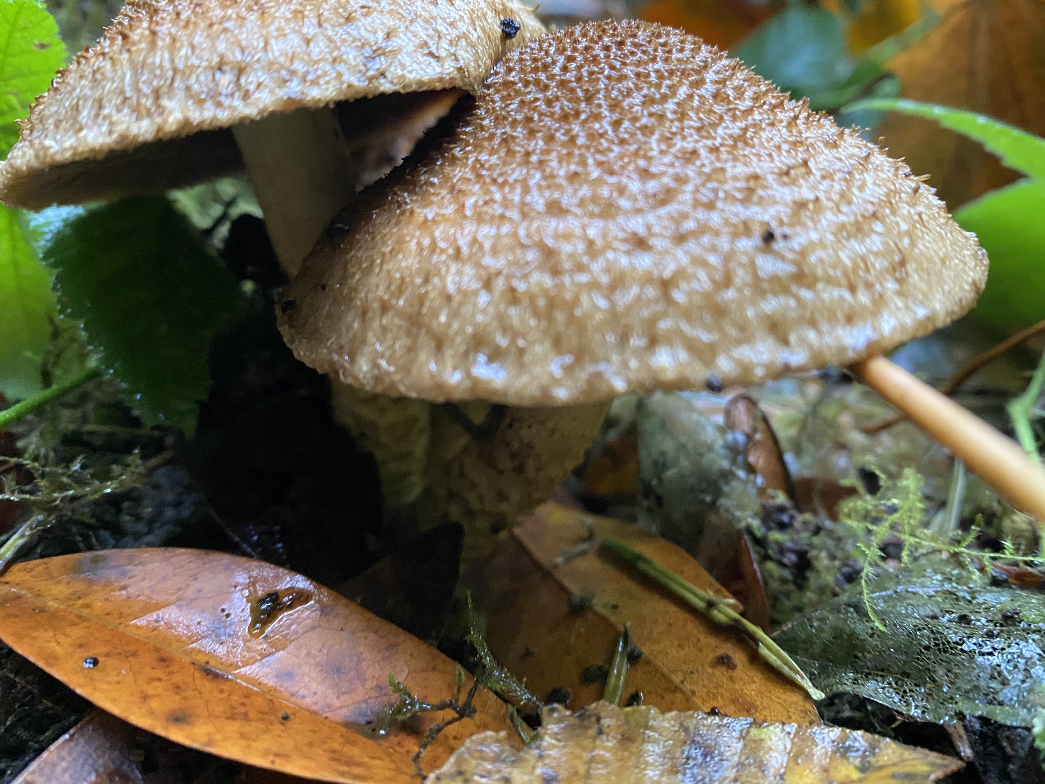 Quosatana Campground