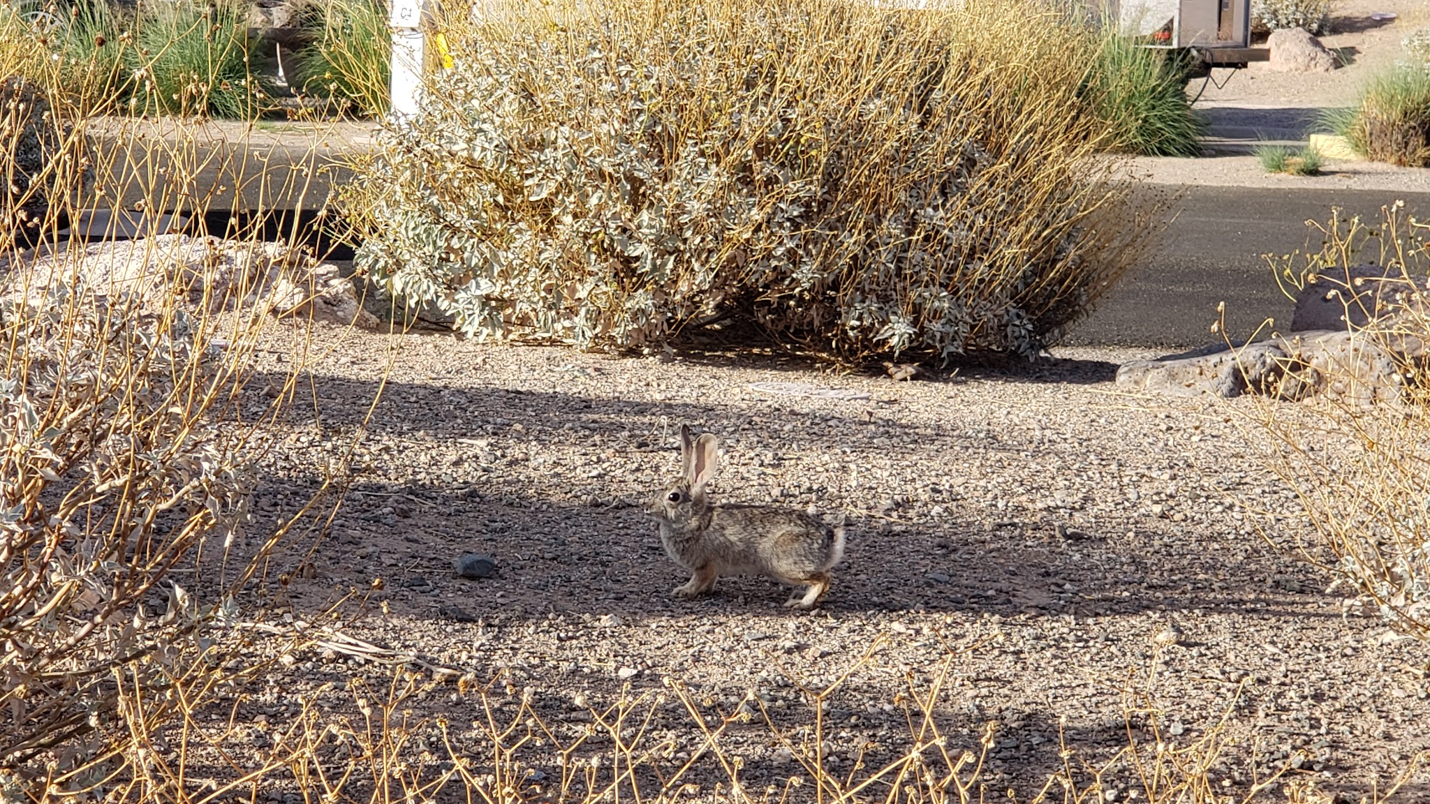 Willow Beach Campground (Lake Mohave)
