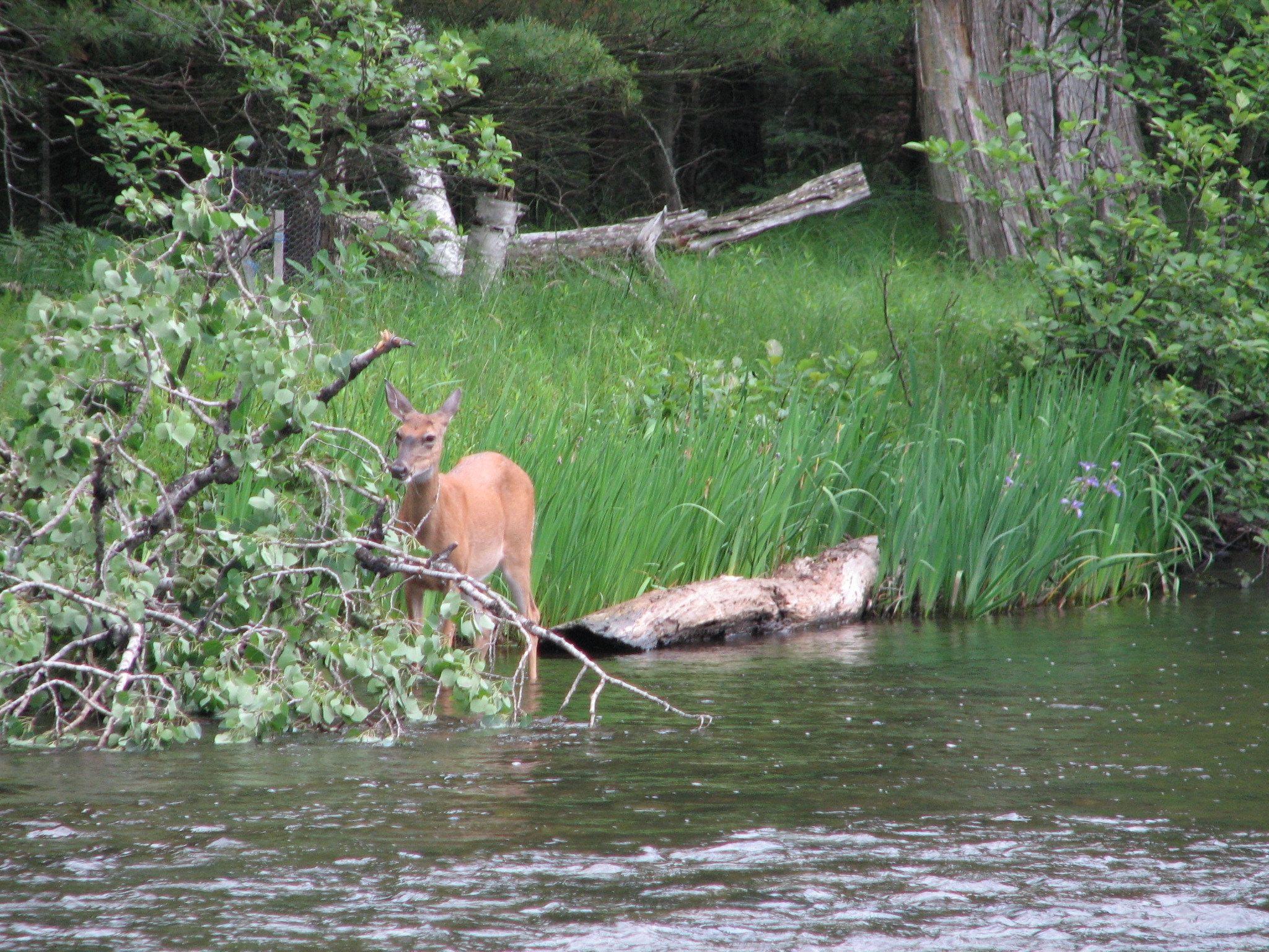Rainbow Bend State Forest Campground And Canoe Camp