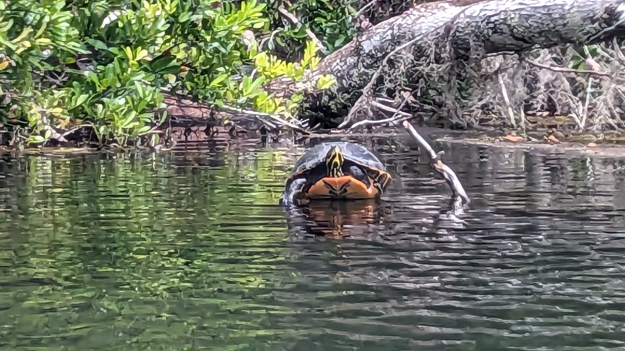 Rainbow Springs State Park Campground